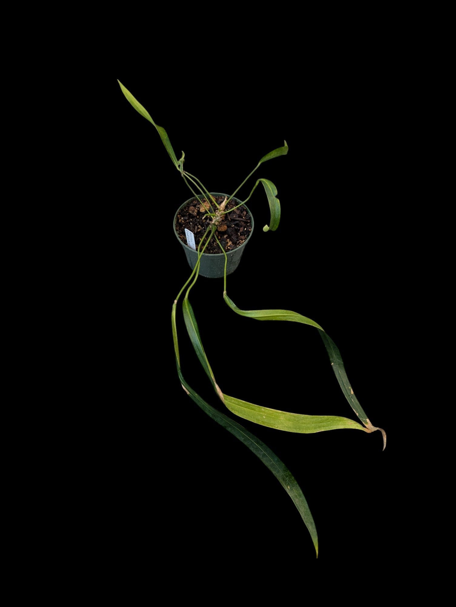 Anthurium friedrichsthalii