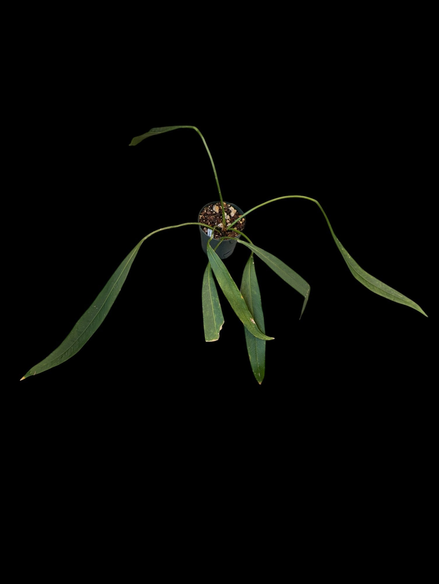 Anthurium wendlingeri