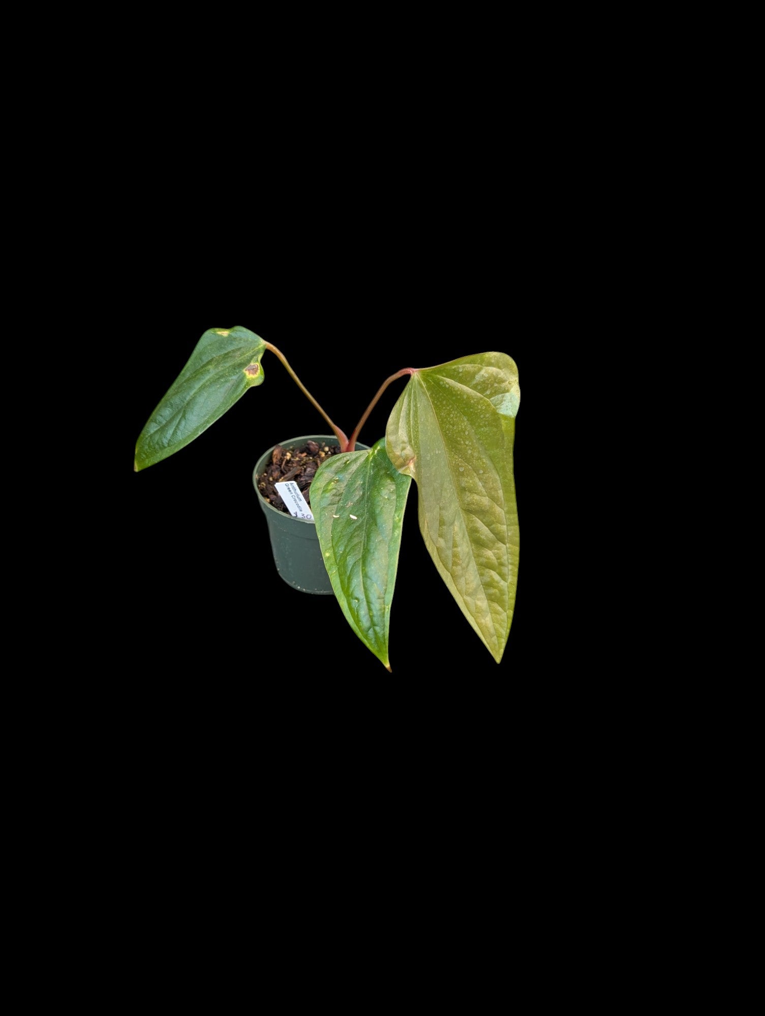 Anthurium crocodile vert