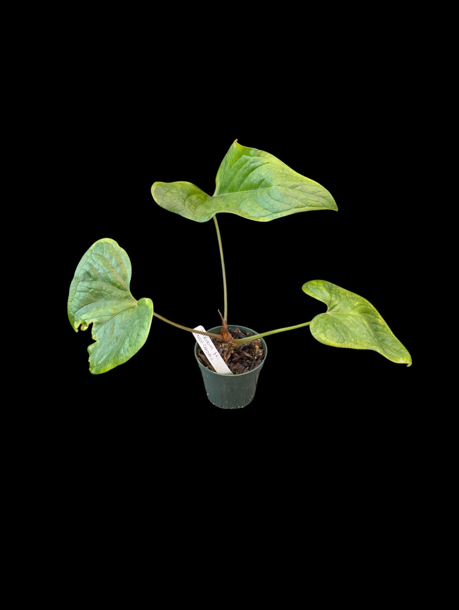 Anthurium crocodile vert