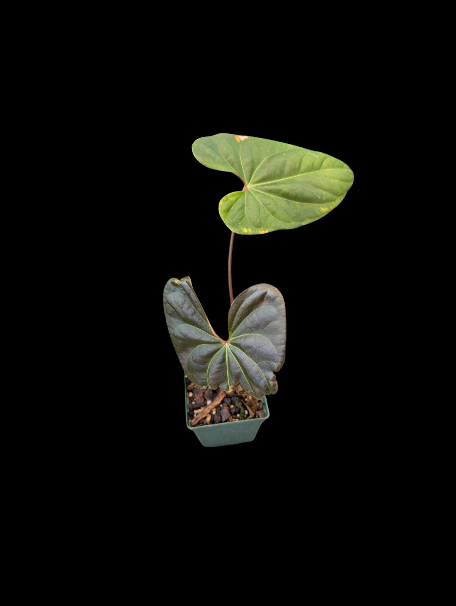 Anthurium n° ID #1