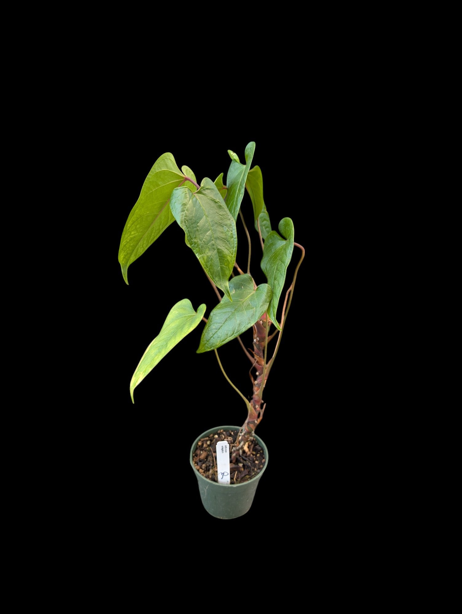 Anthurium variegatum