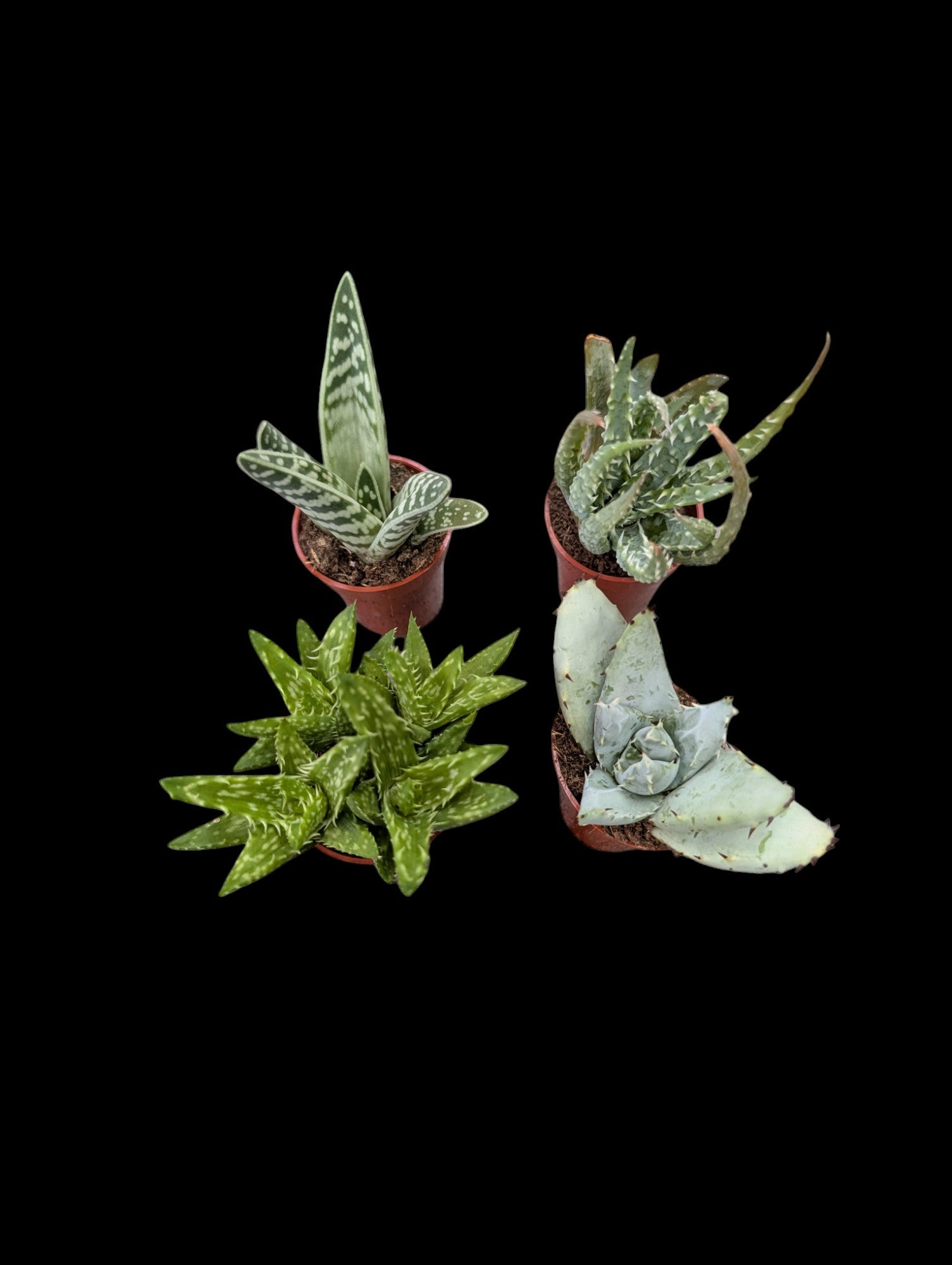 Assortiment d'hybrides d'aloès