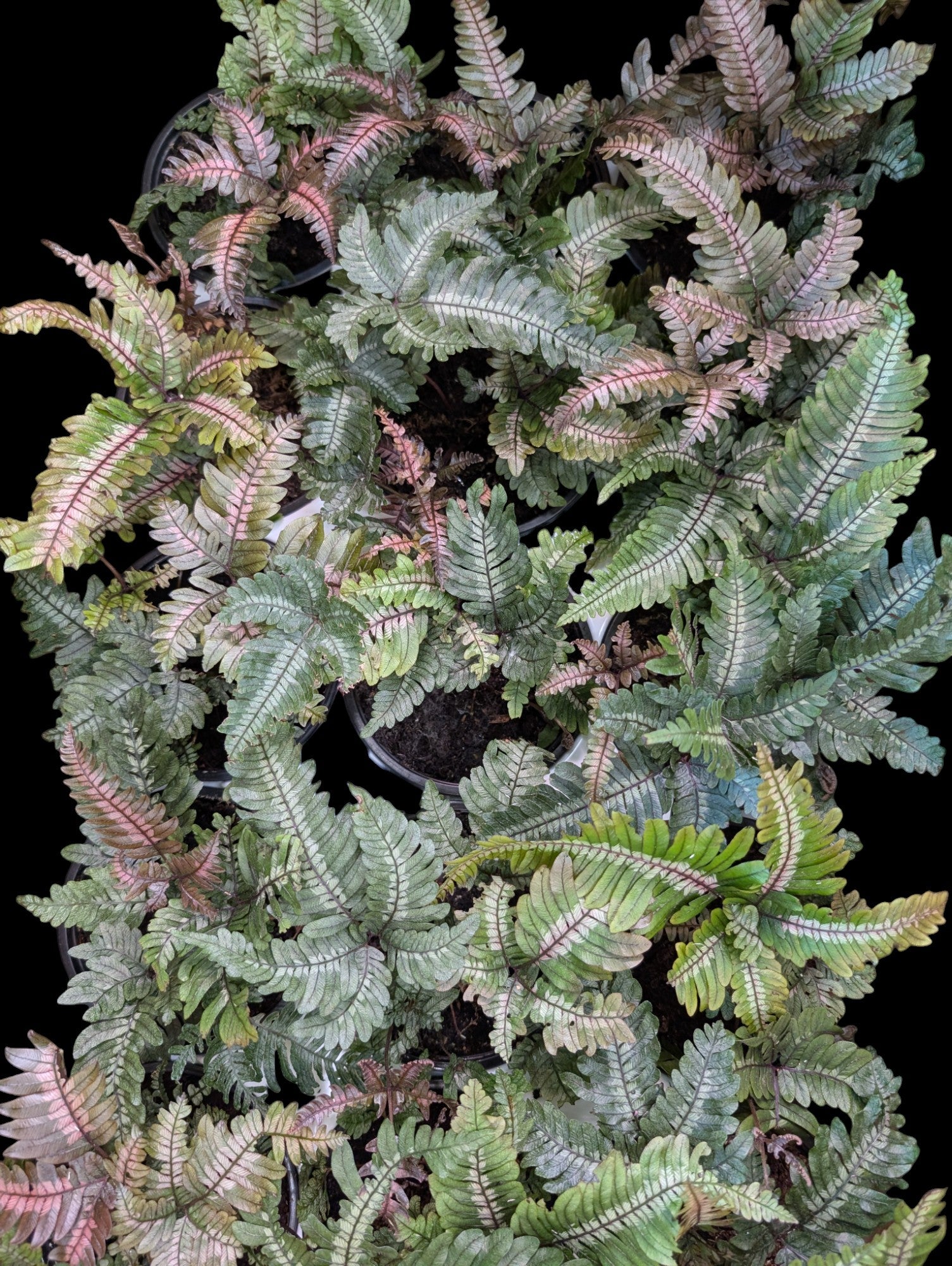 Fougère à rayures bonbon