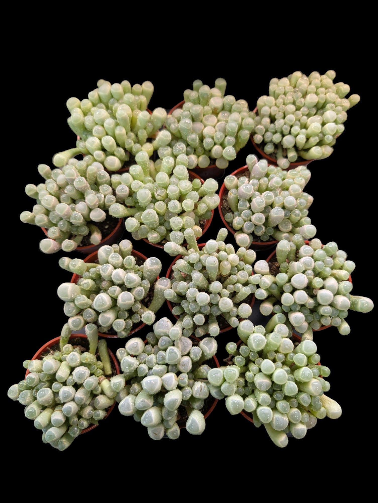 Orteils de bébé succulents