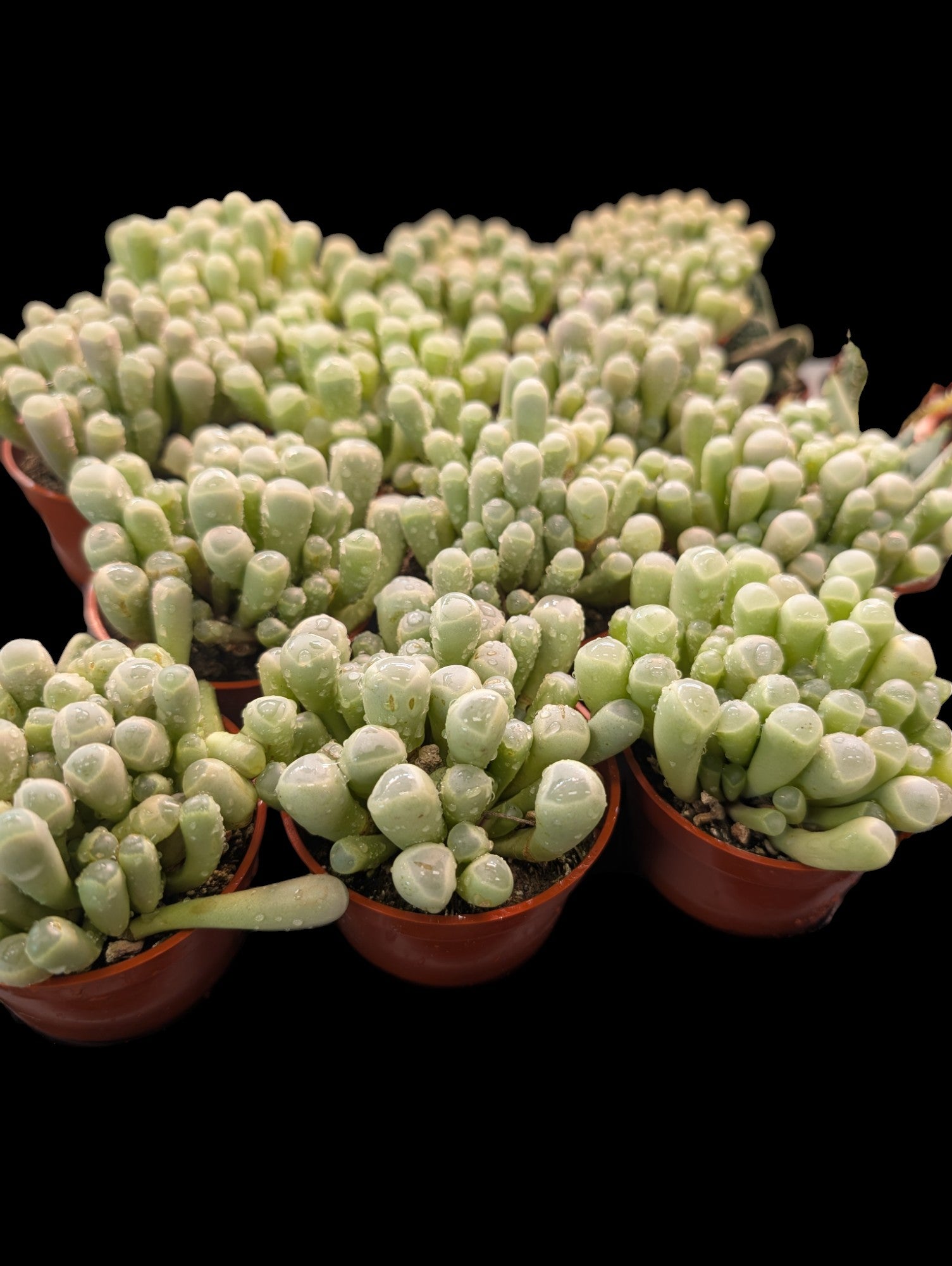 Orteils de bébé succulents