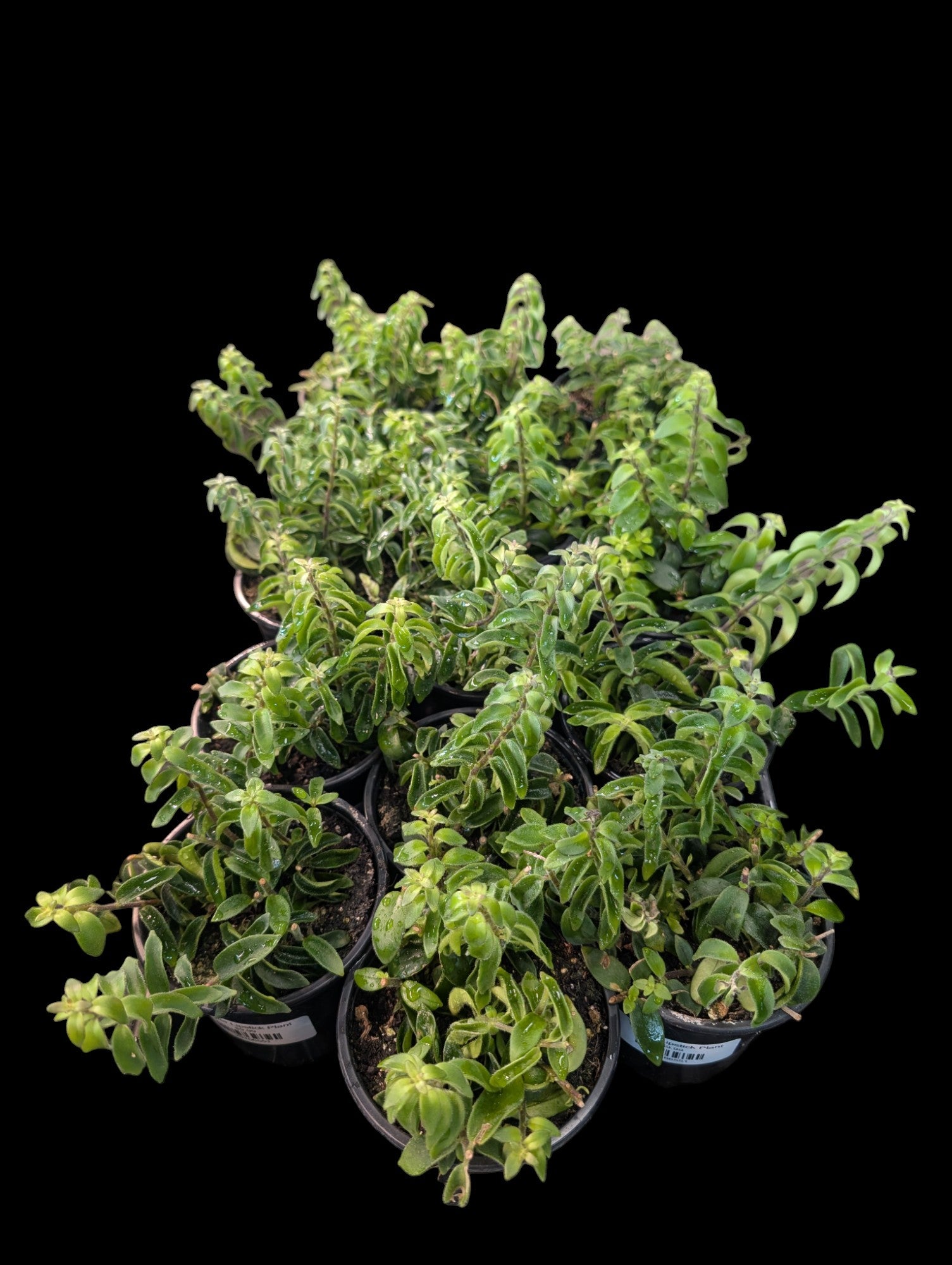 Plante à rouge à lèvres torsadée