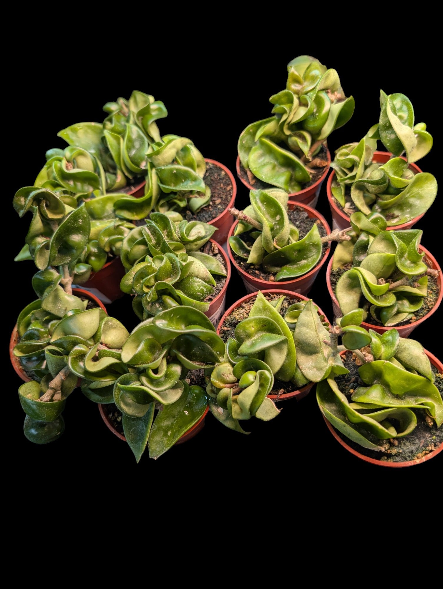Hoya compacta Rope