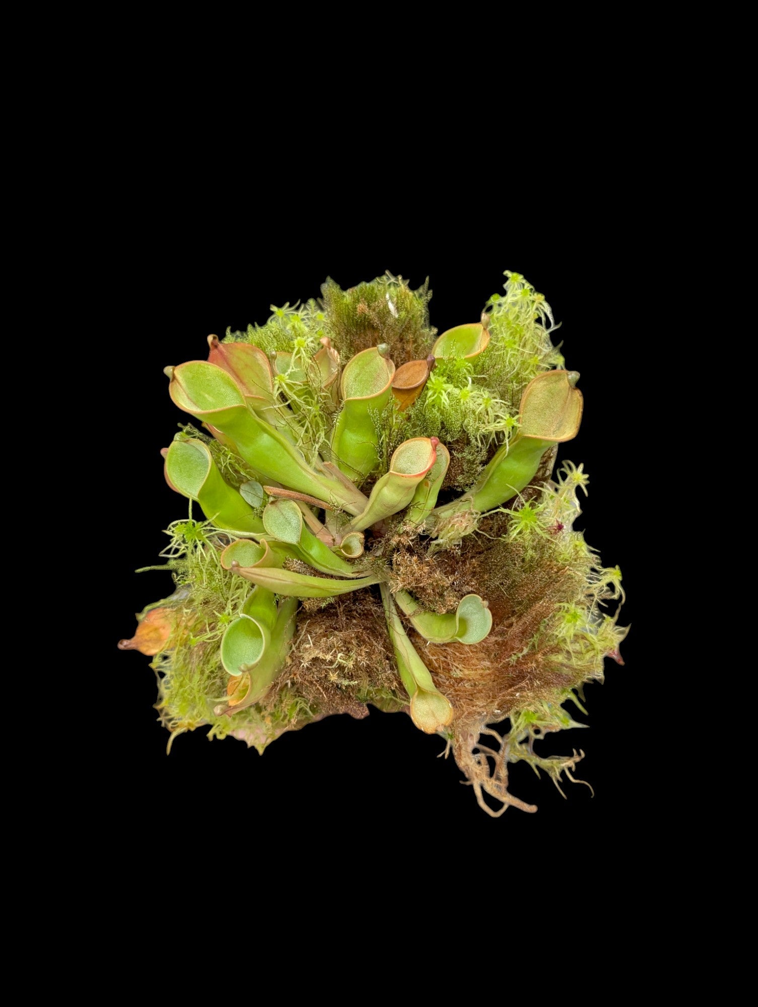 Heliamphora nutans Roraima Tepui