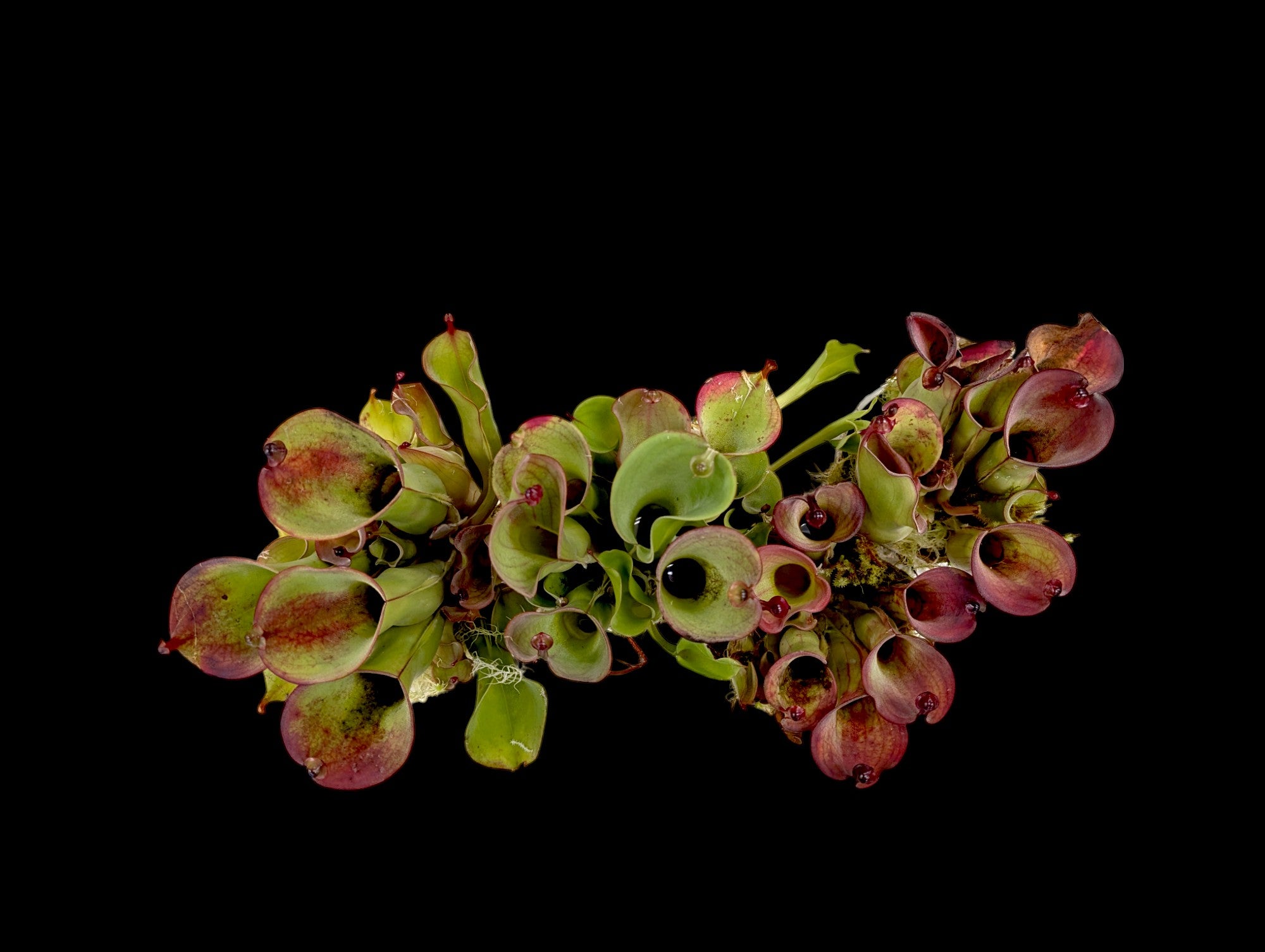 Héliamphora huberi "Akopan Tepui"