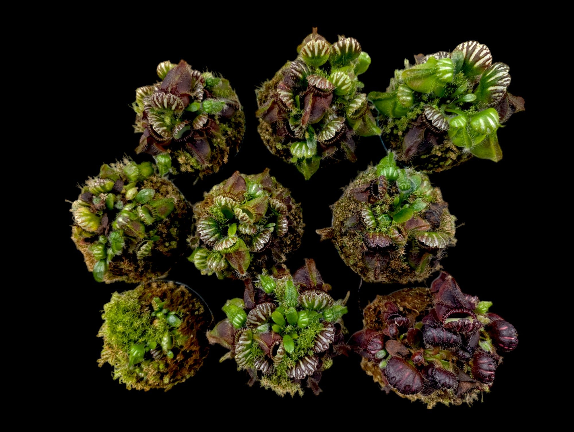 Cephalotus 'Géant allemand'