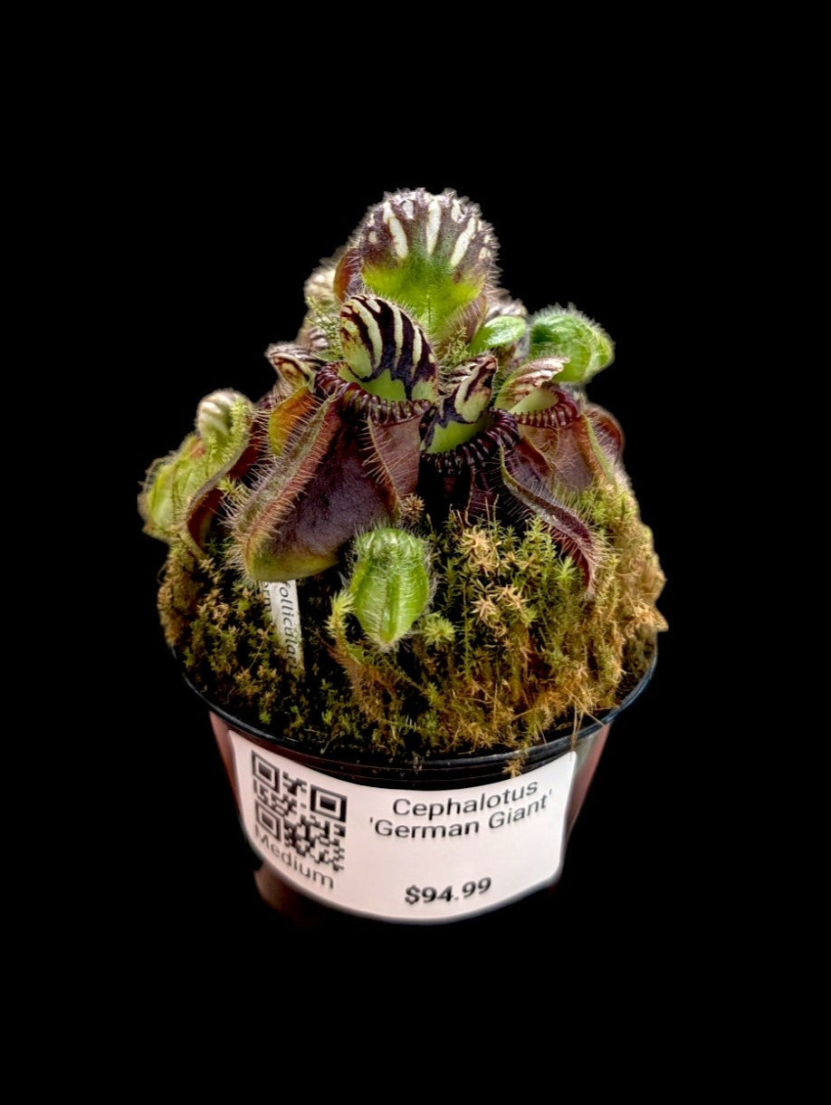 Cephalotus 'Géant allemand'