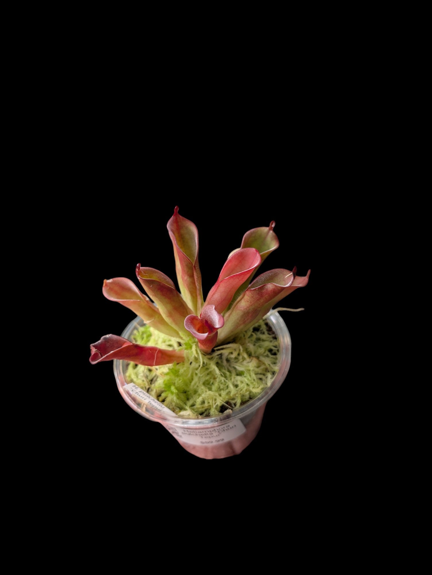 Heliamphora pulchella « Churi Tepui »