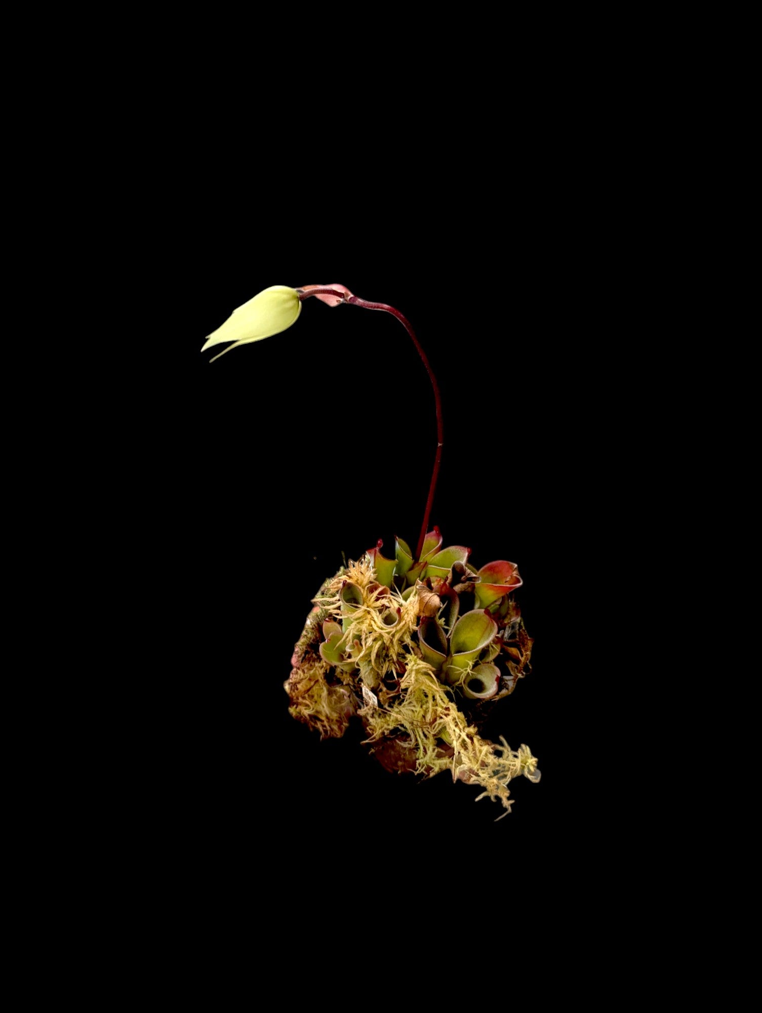 Heliamphora pulchella « Churi Tepui »