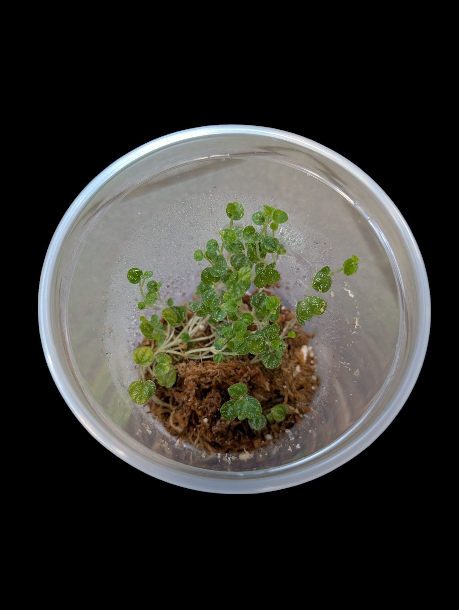 Peperomia antoniana 'verte' cf.