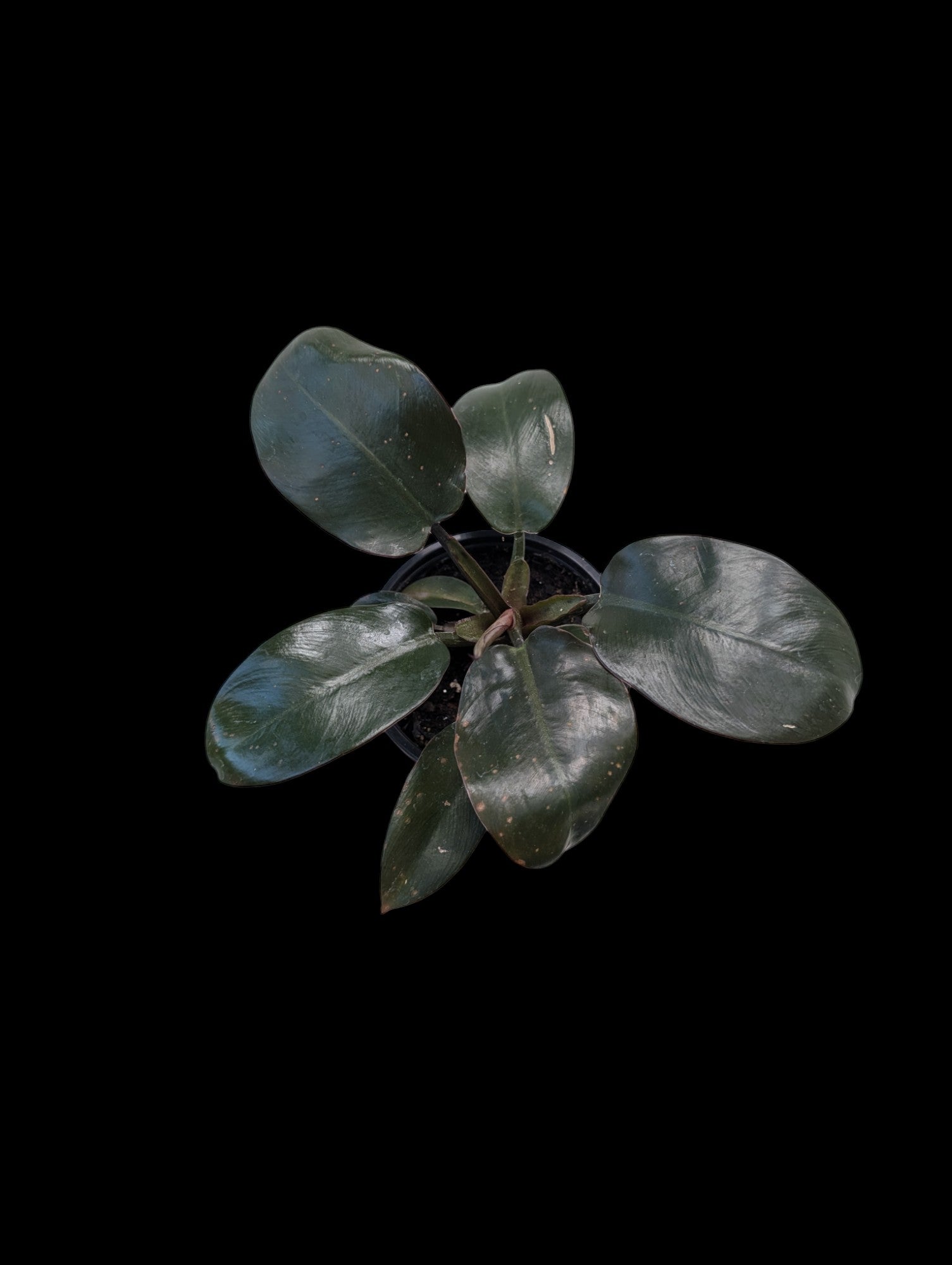 Philodendron 'Black Cardinal'