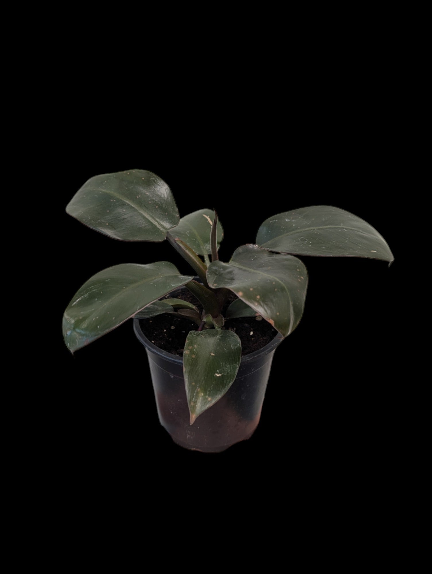 Philodendron 'Black Cardinal'