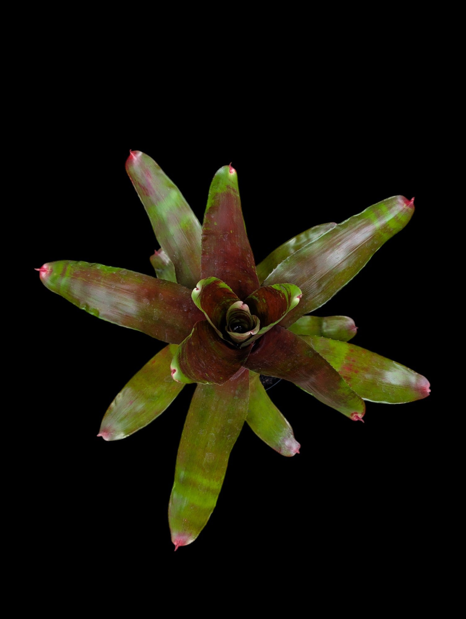 Neoregelia Lamberts Pride