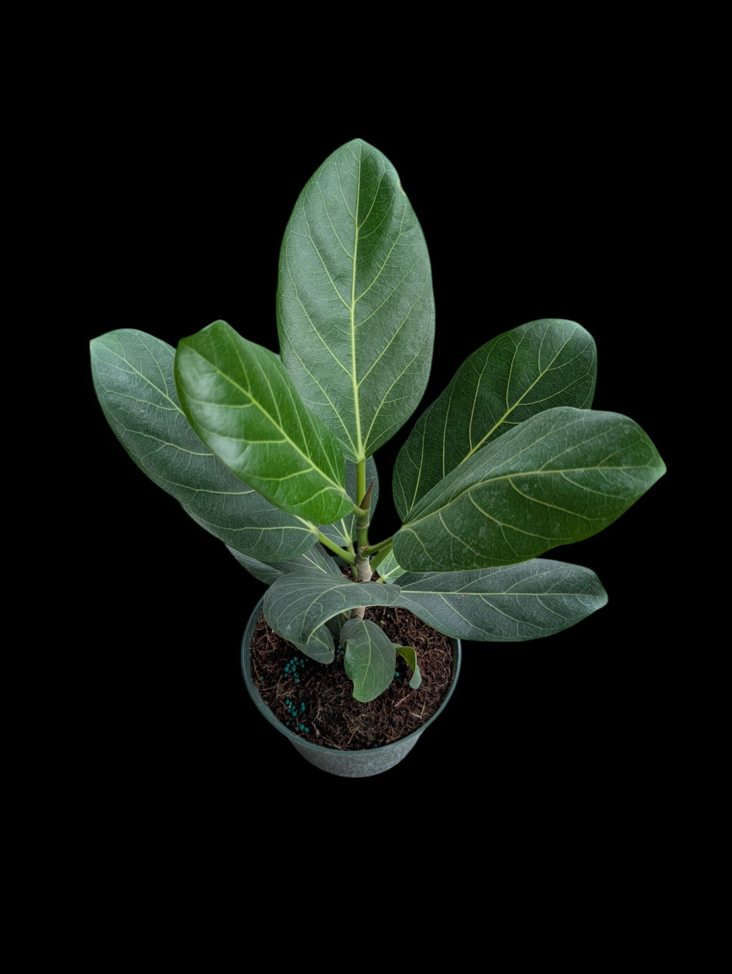 Ficus benghalensis 'Audrey'