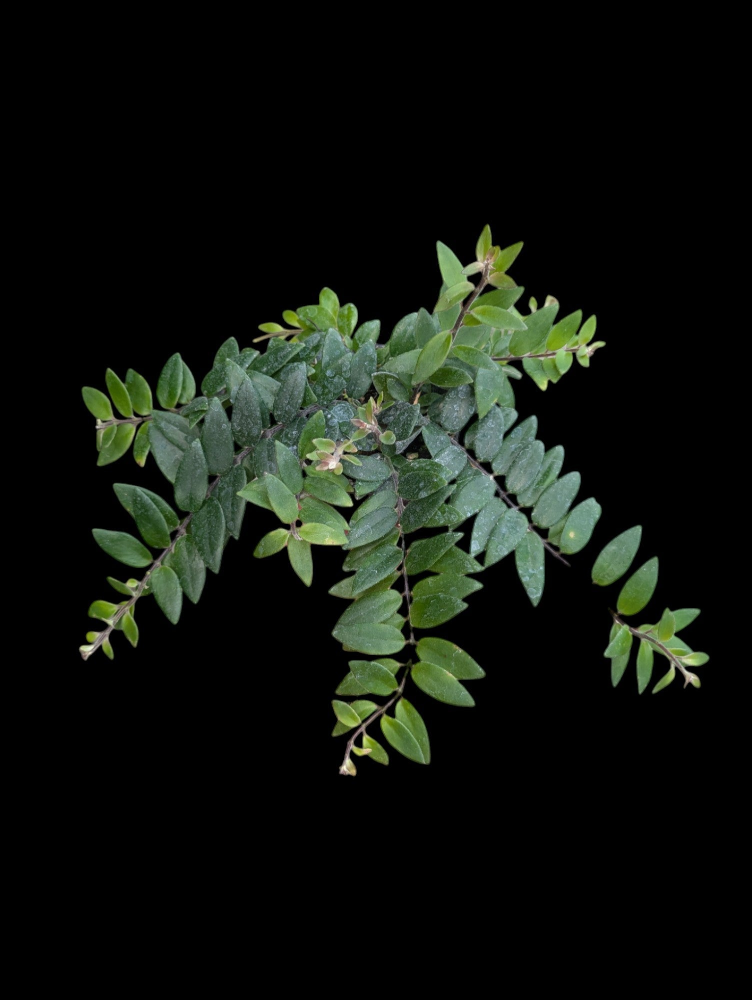 Rouge à lèvres Mira Vine