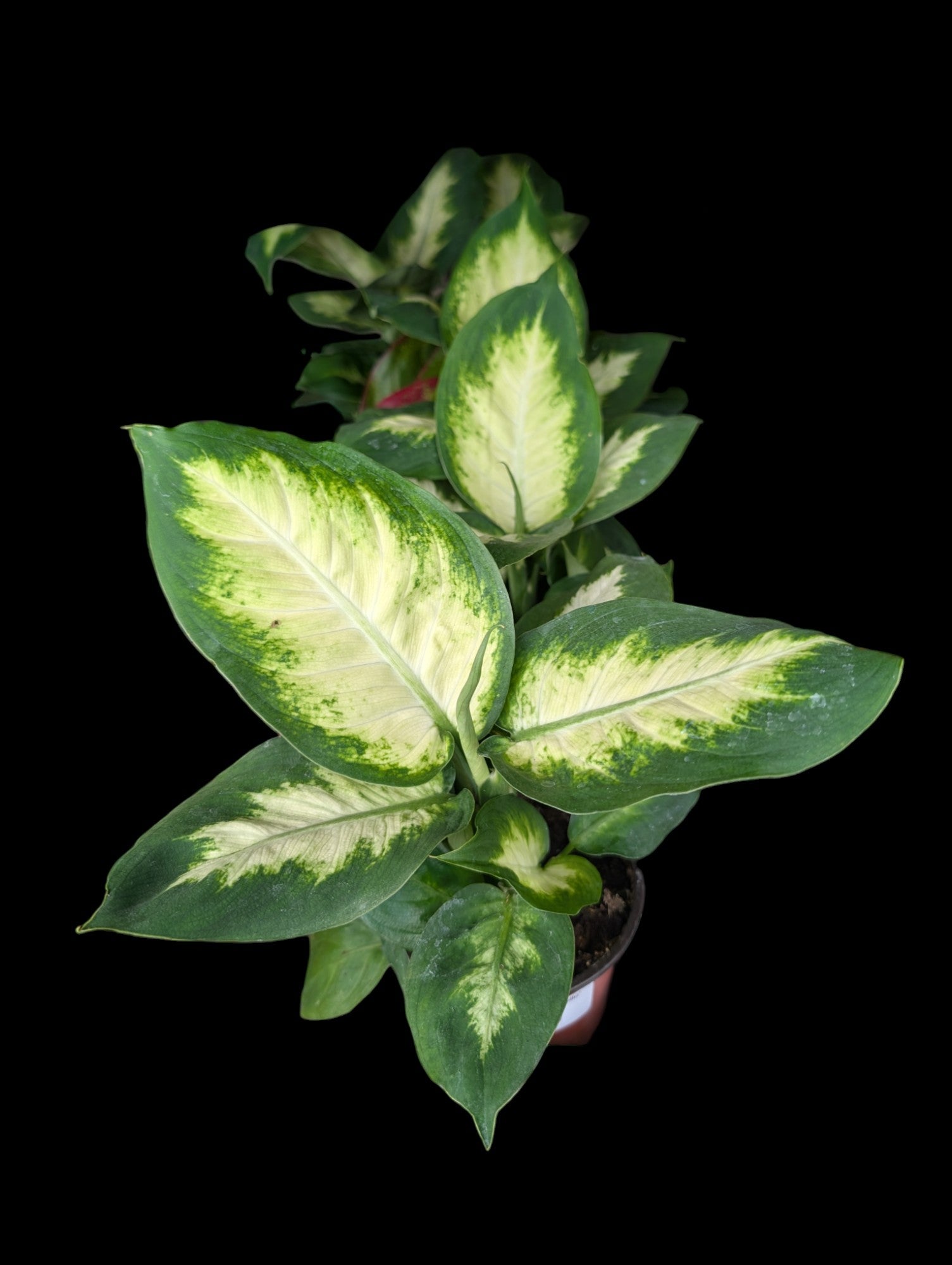 Dieffenbachia 'Camille'