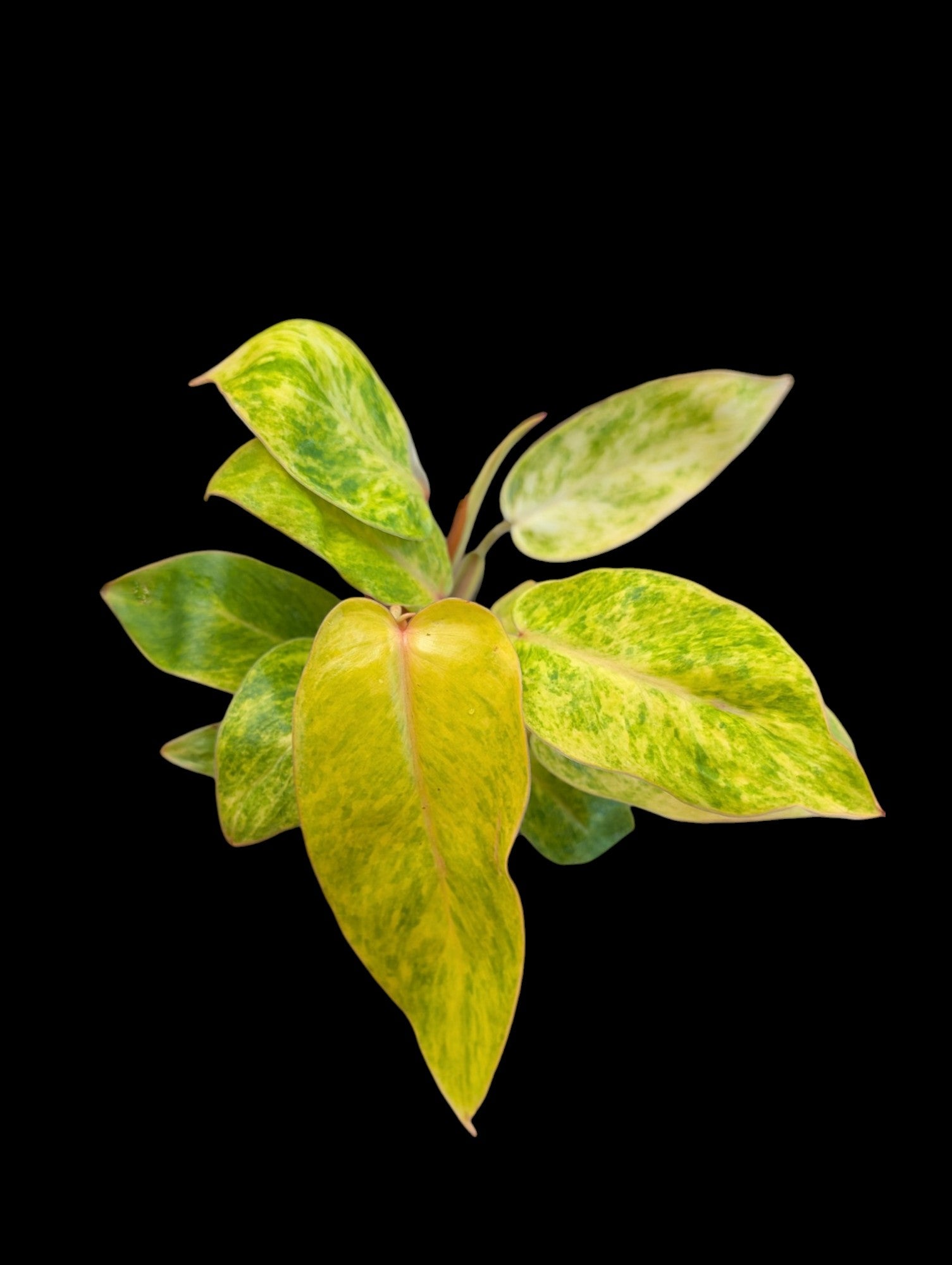 Philodendron Painted Lady