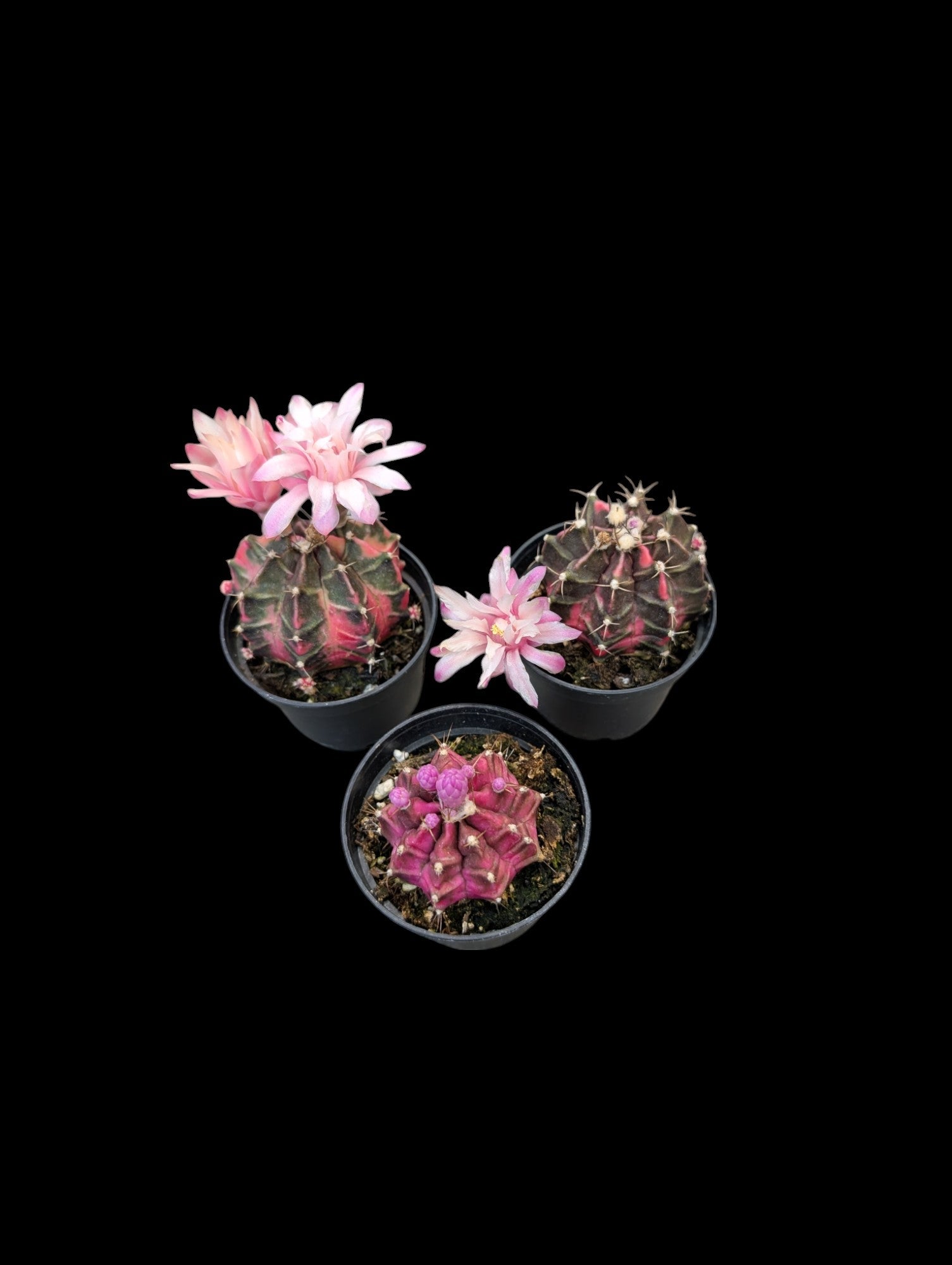 Gymnocalycium Cactus Haute Couleur
