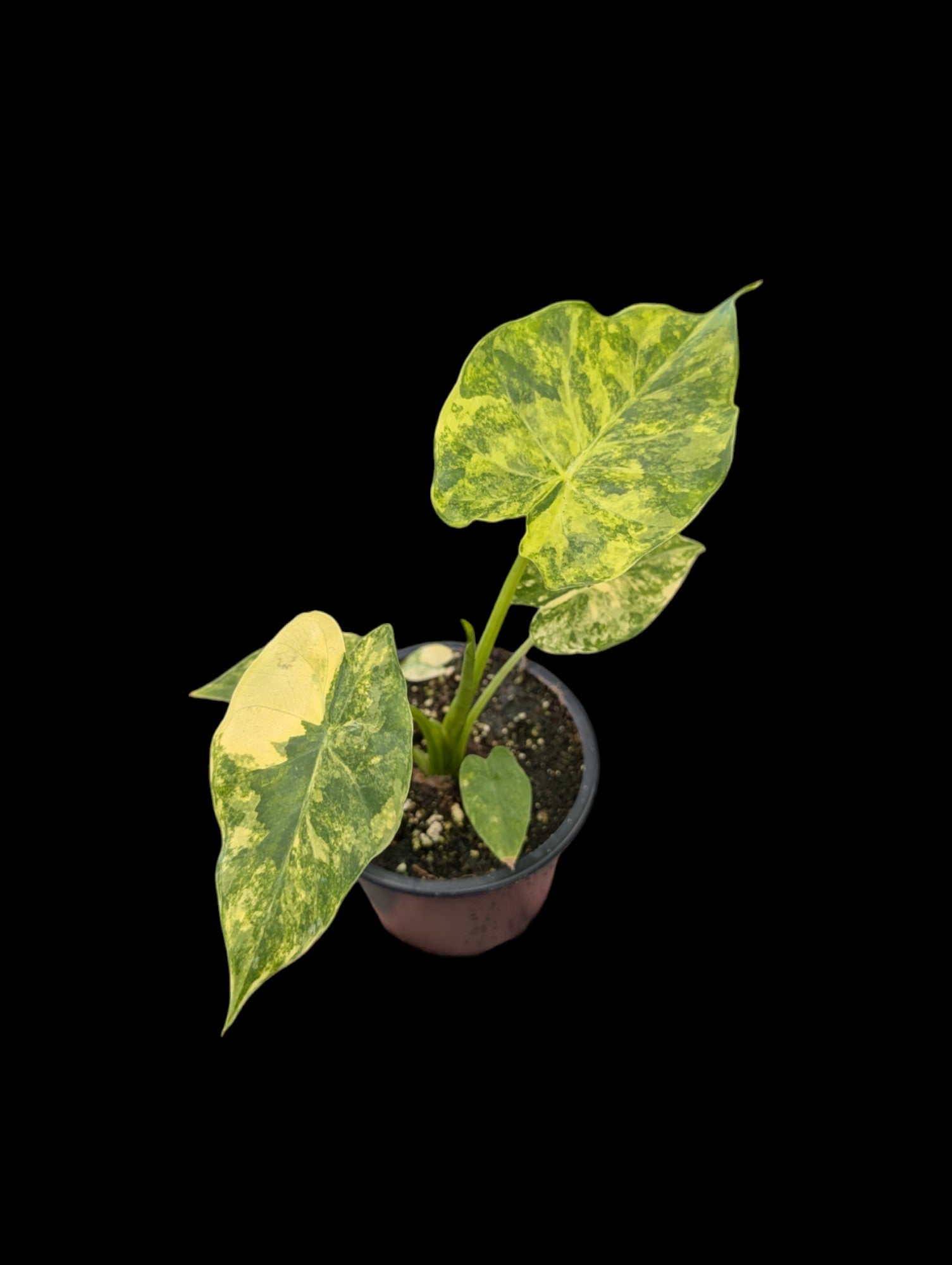 Alocasia Odora Jaune Panaché