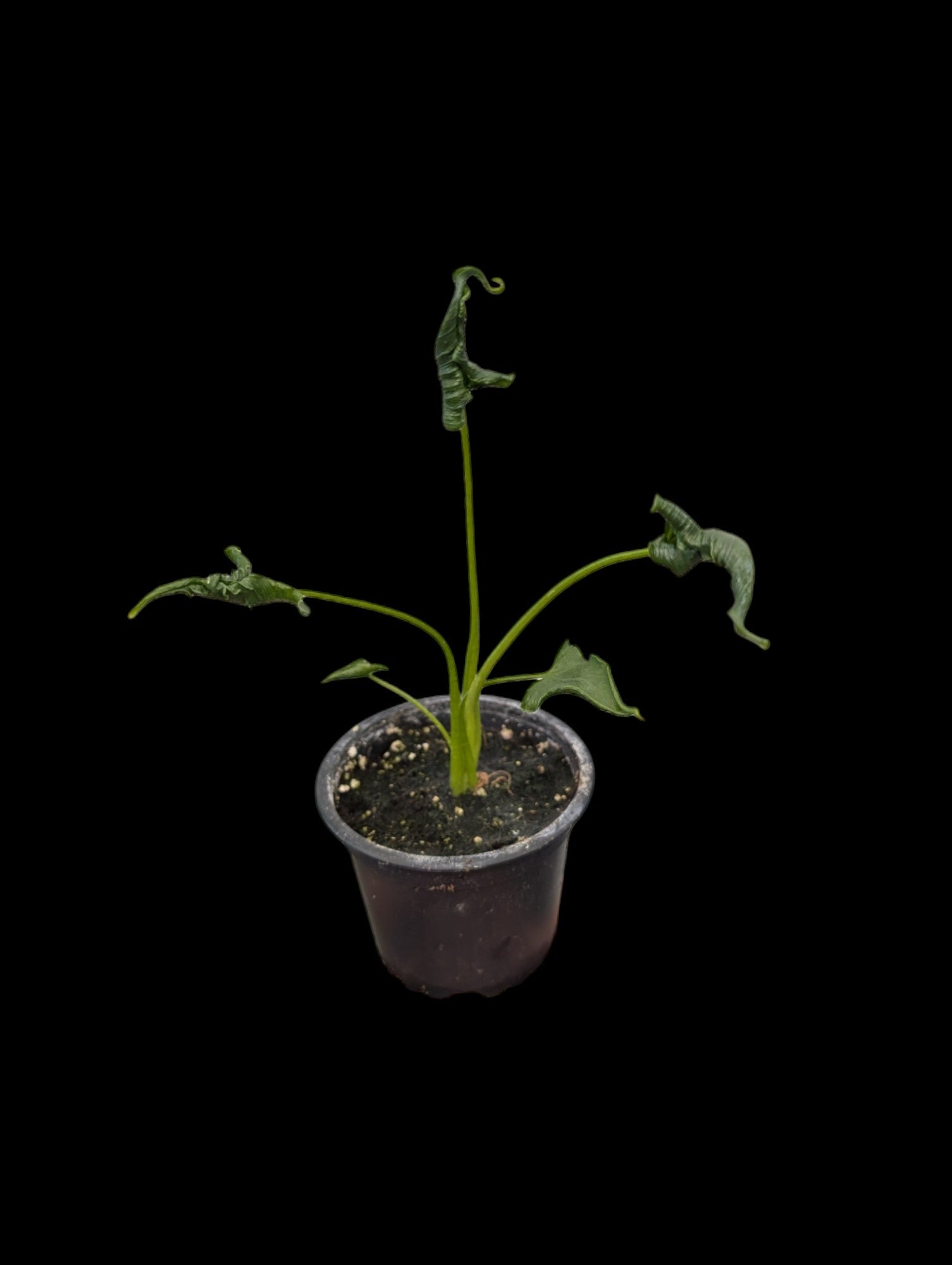 Alocasia triangularis