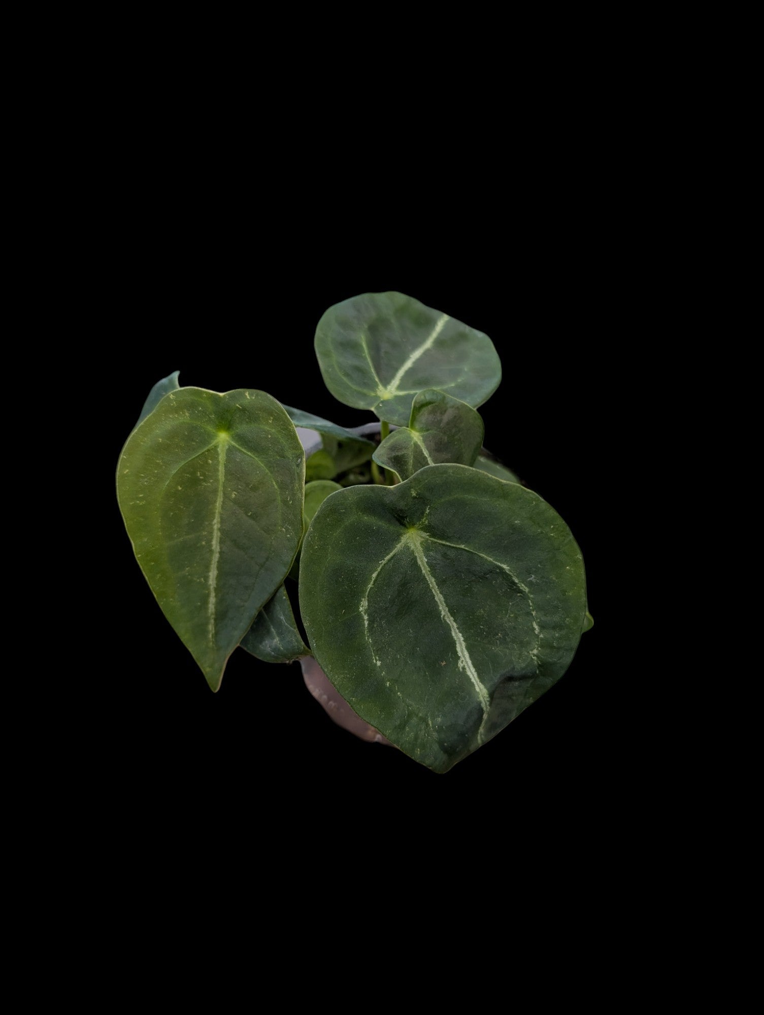 Anthurium forgetii