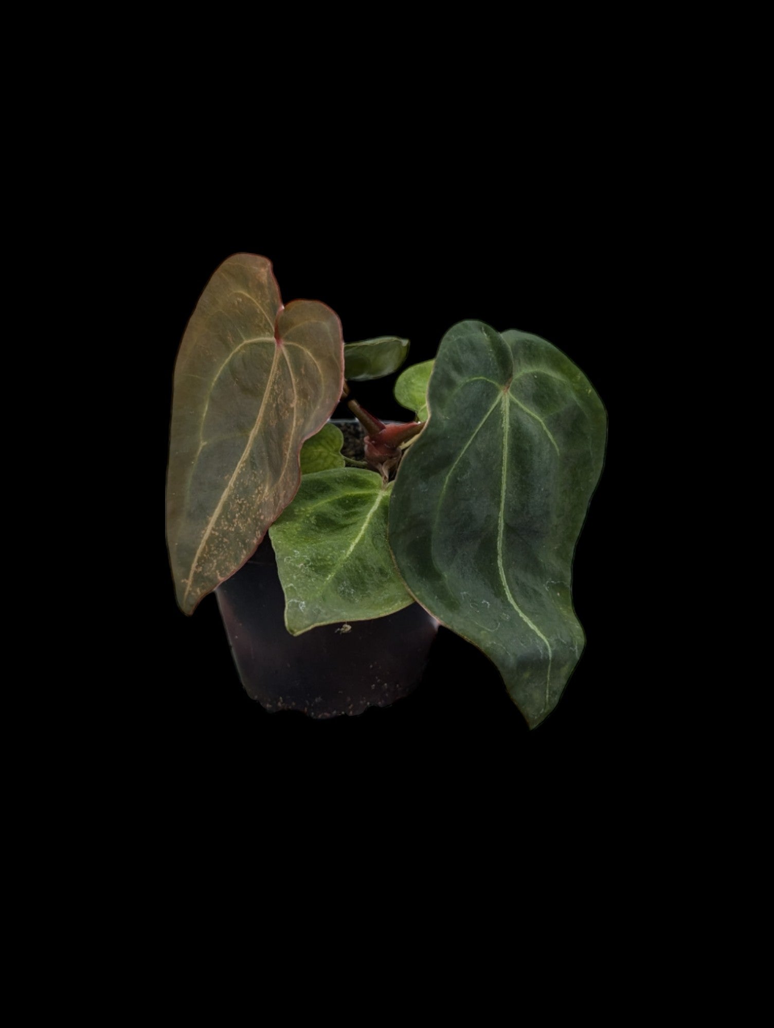 Anthurium forgetii hybride