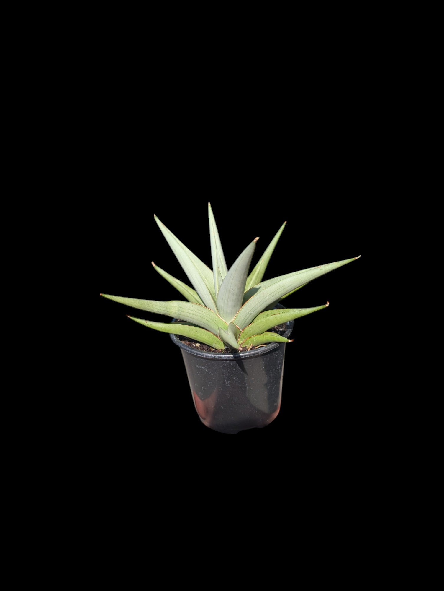 Sansevieria Chanin