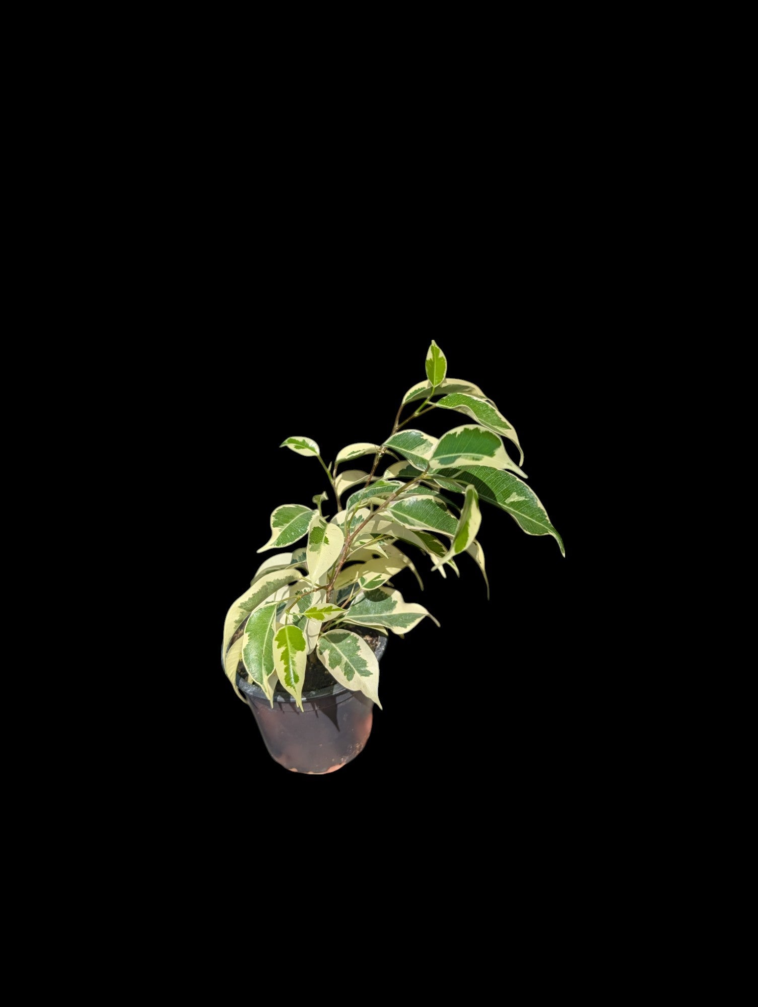 Ficus benjamina variegated