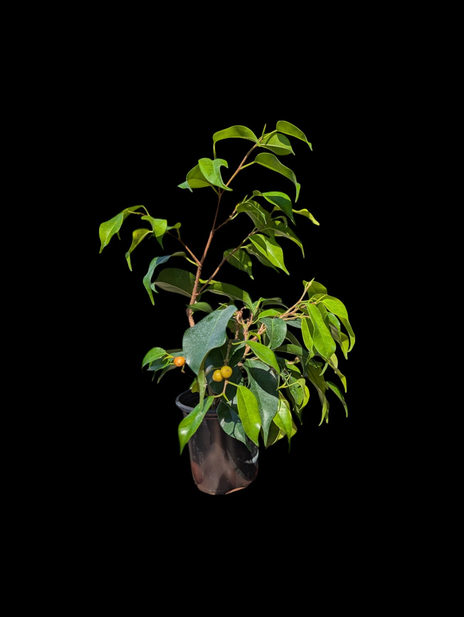 Ficus benjamina