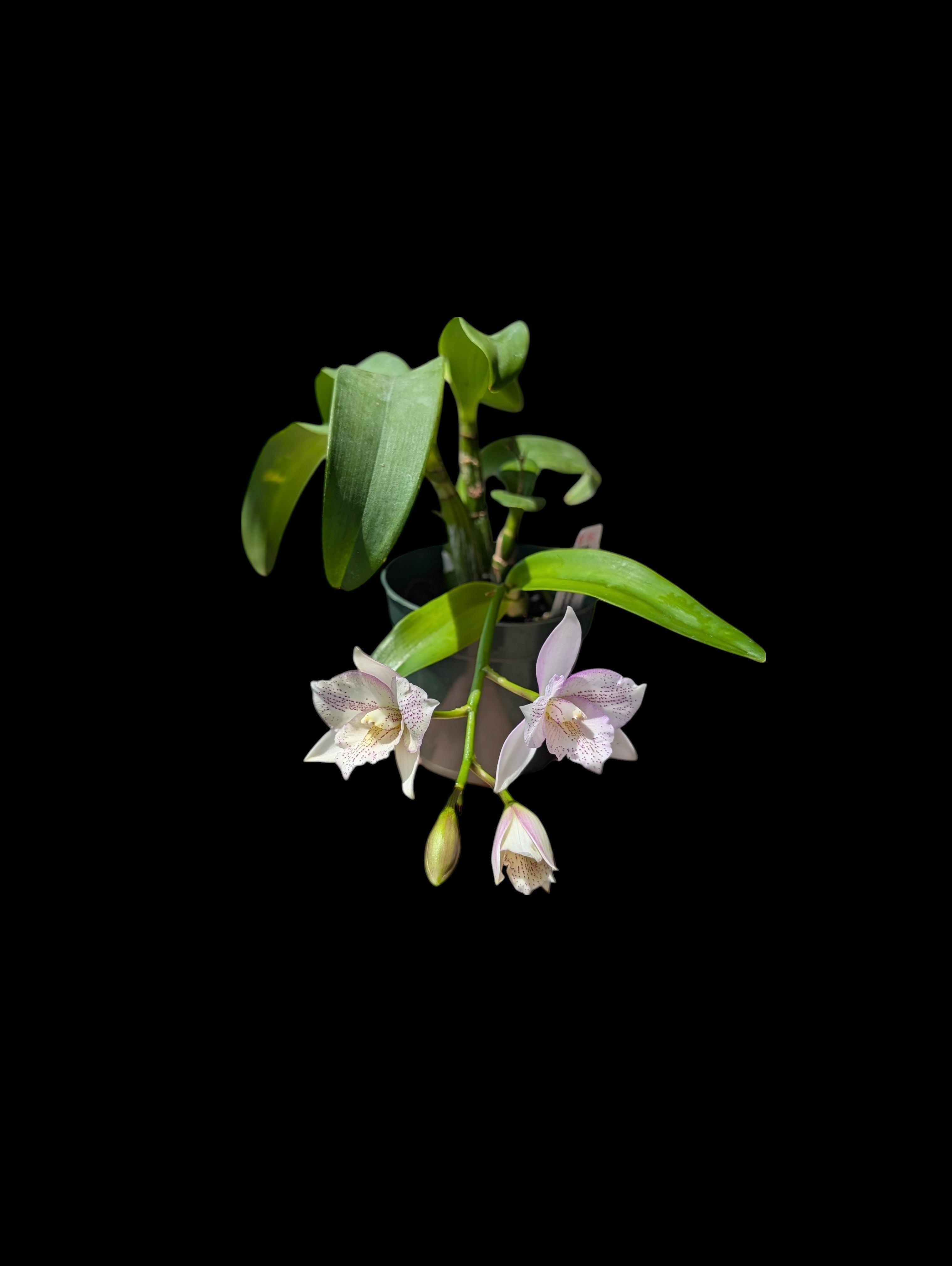 Caulocattleya Chantilly Lace 'Twinkle'