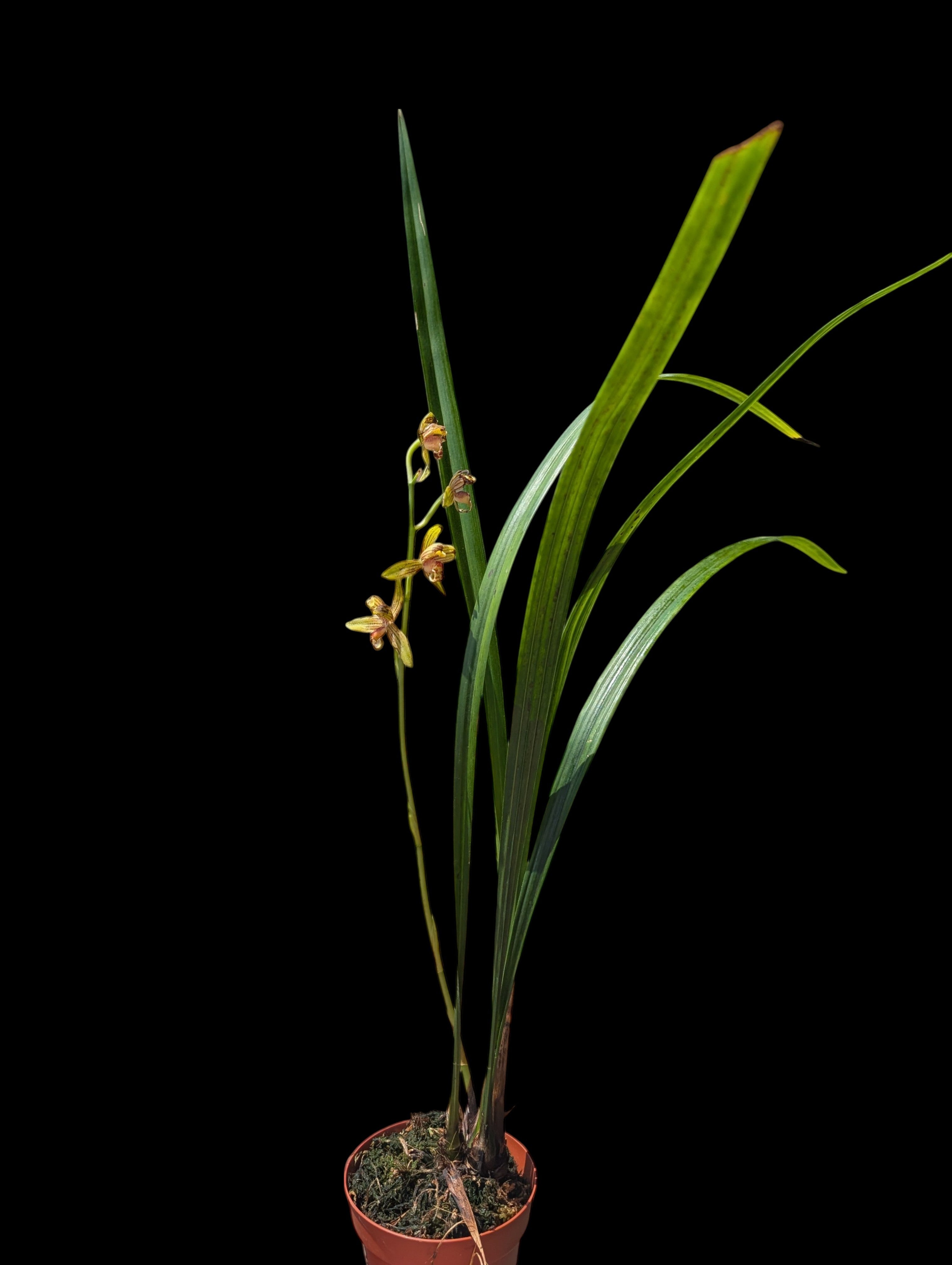 Cymbidium Ensifoliam (Sabah)