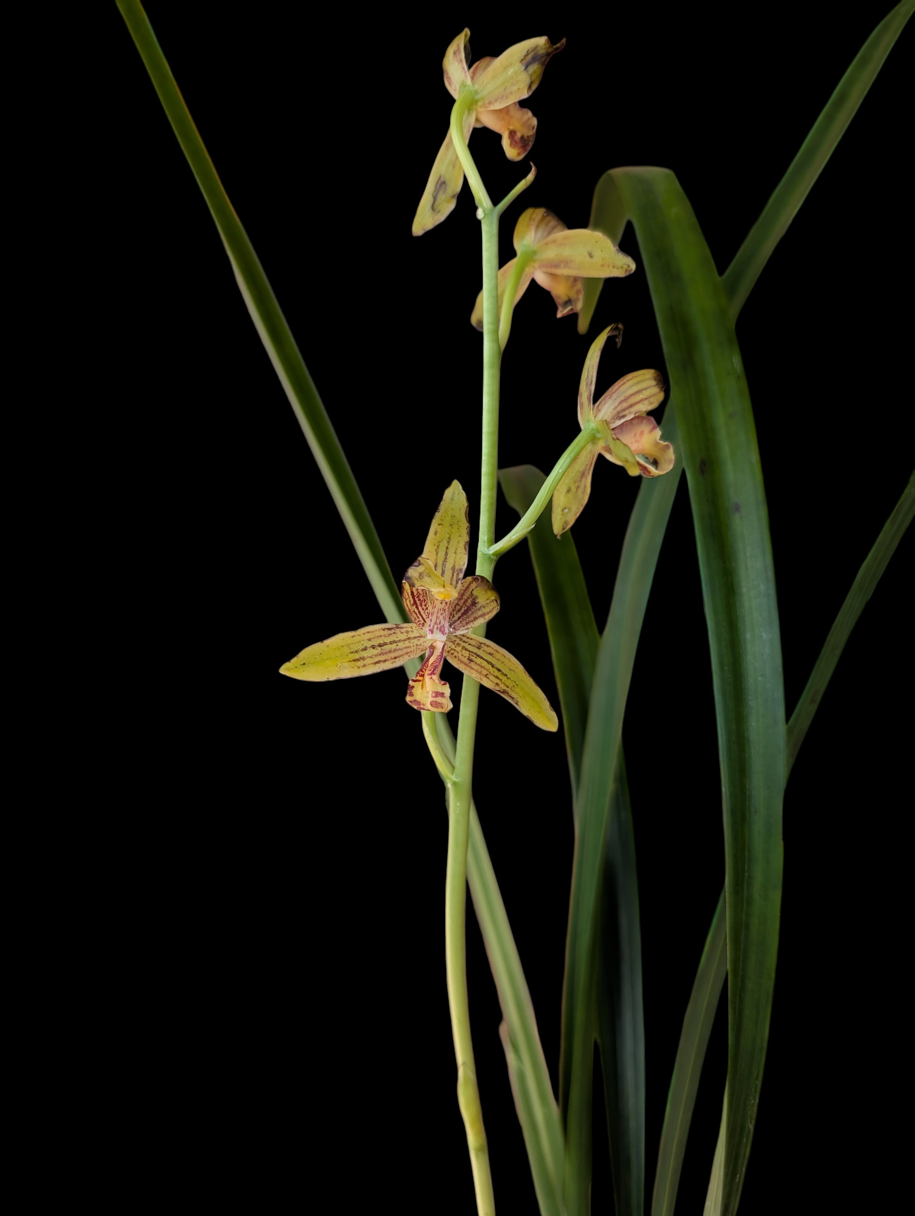 Cymbidium Ensifoliam (Sabah)