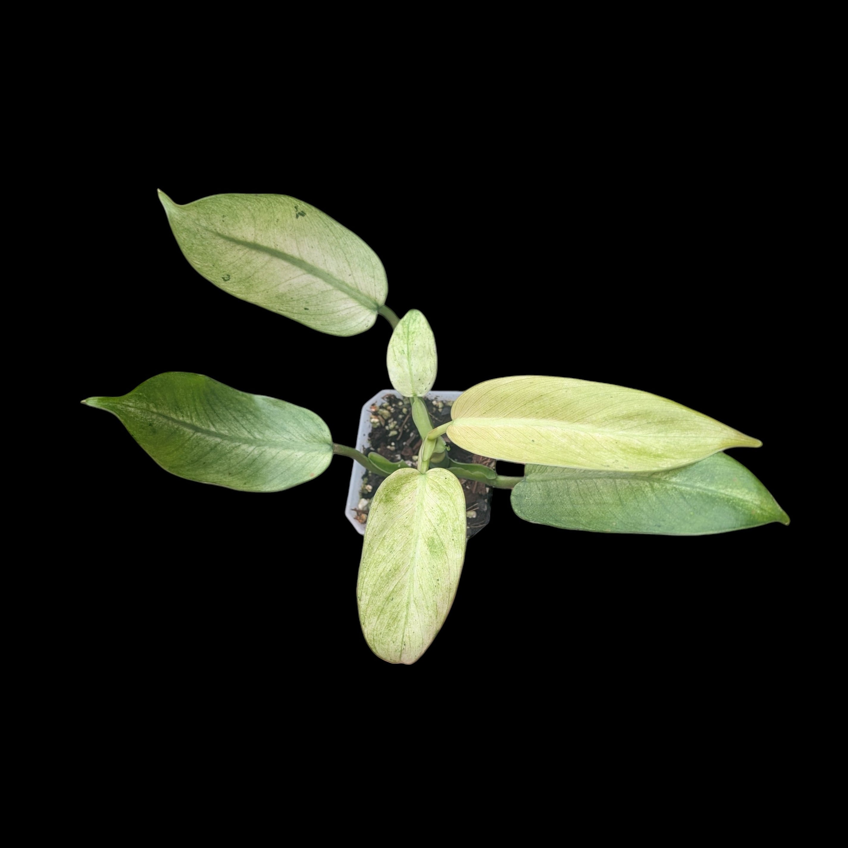 Philodendron Whipple Way