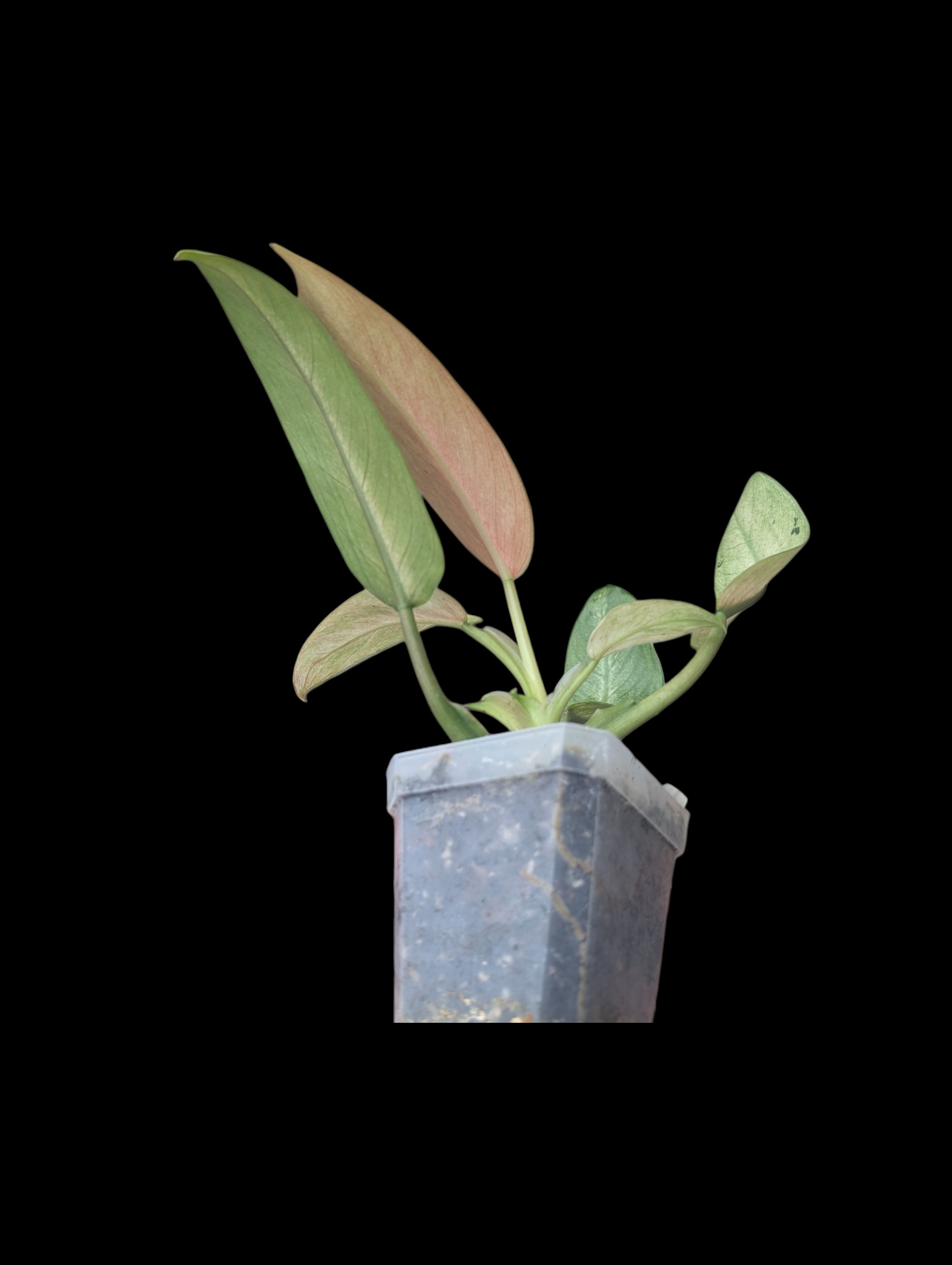 Philodendron Whipple Way