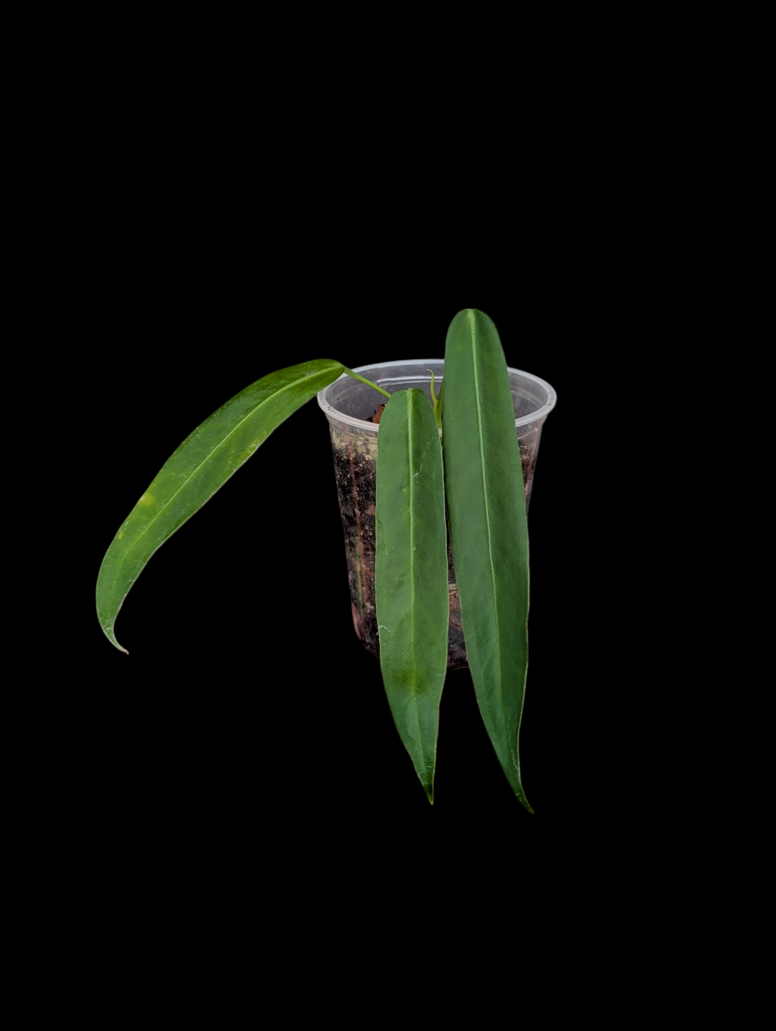 Anthurium pallidiflorum