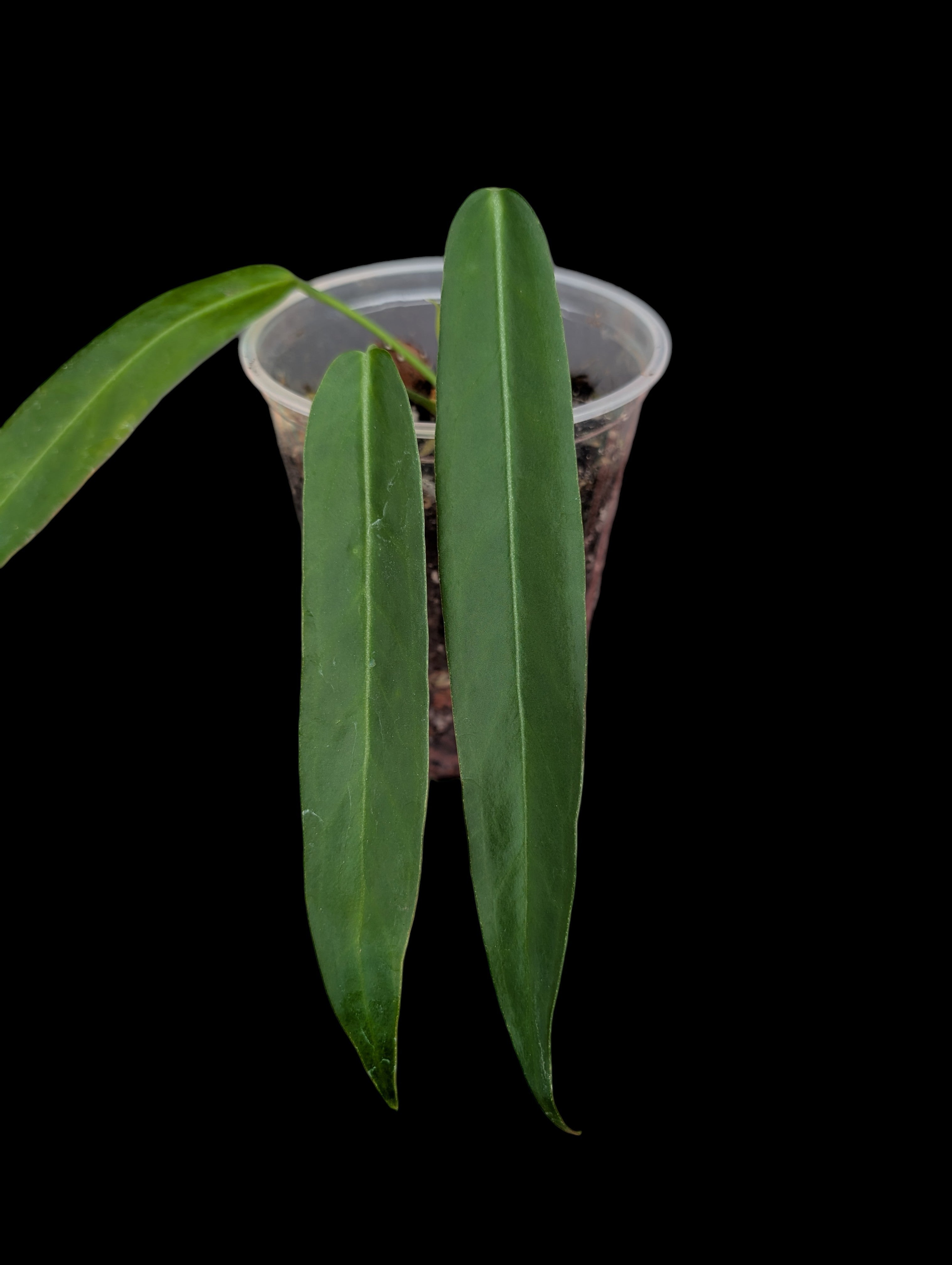 Anthurium pallidiflorum