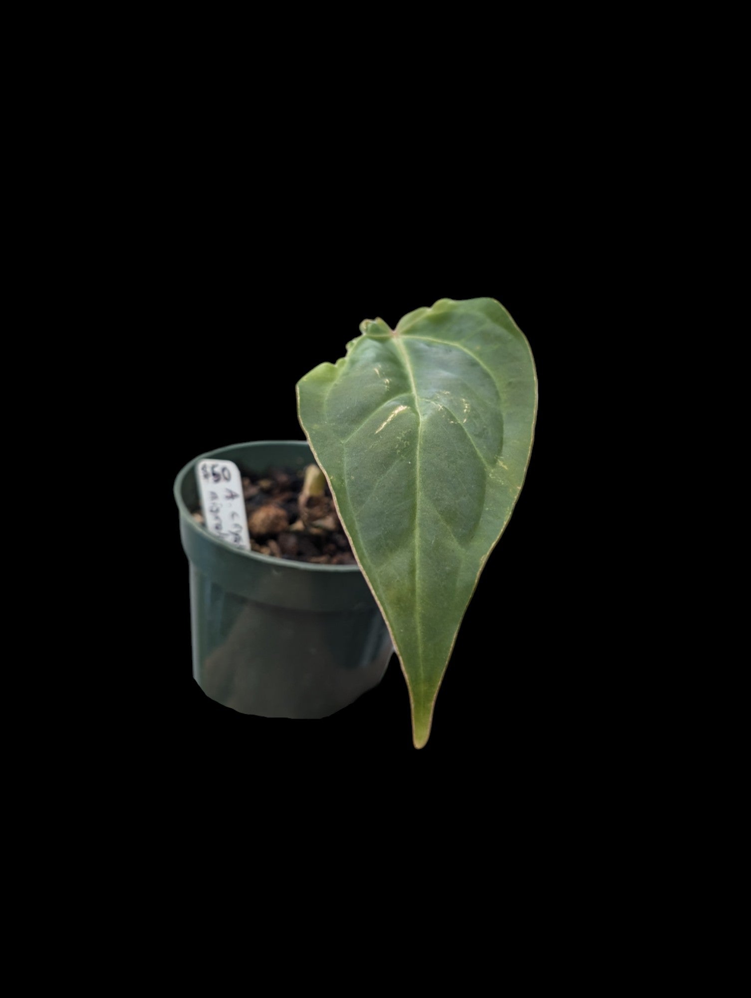 Anthurium crystallinum x nigrolaminum Ecuagenera