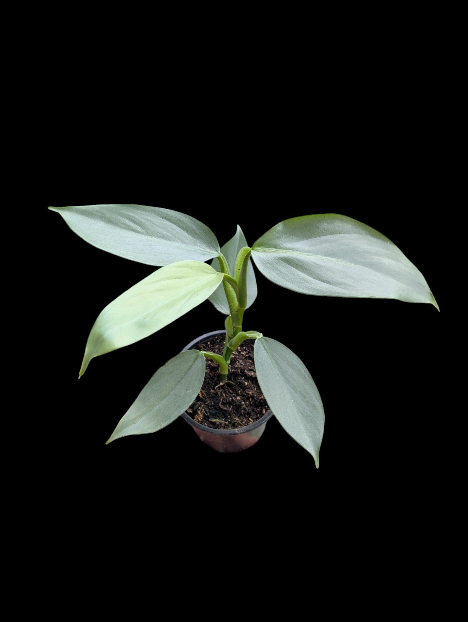 Philodendron 'Silver Sword'