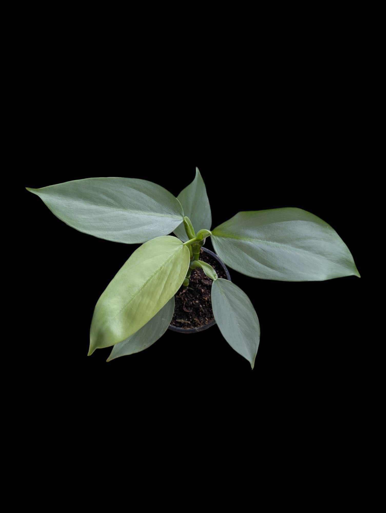 Philodendron 'Silver Sword'