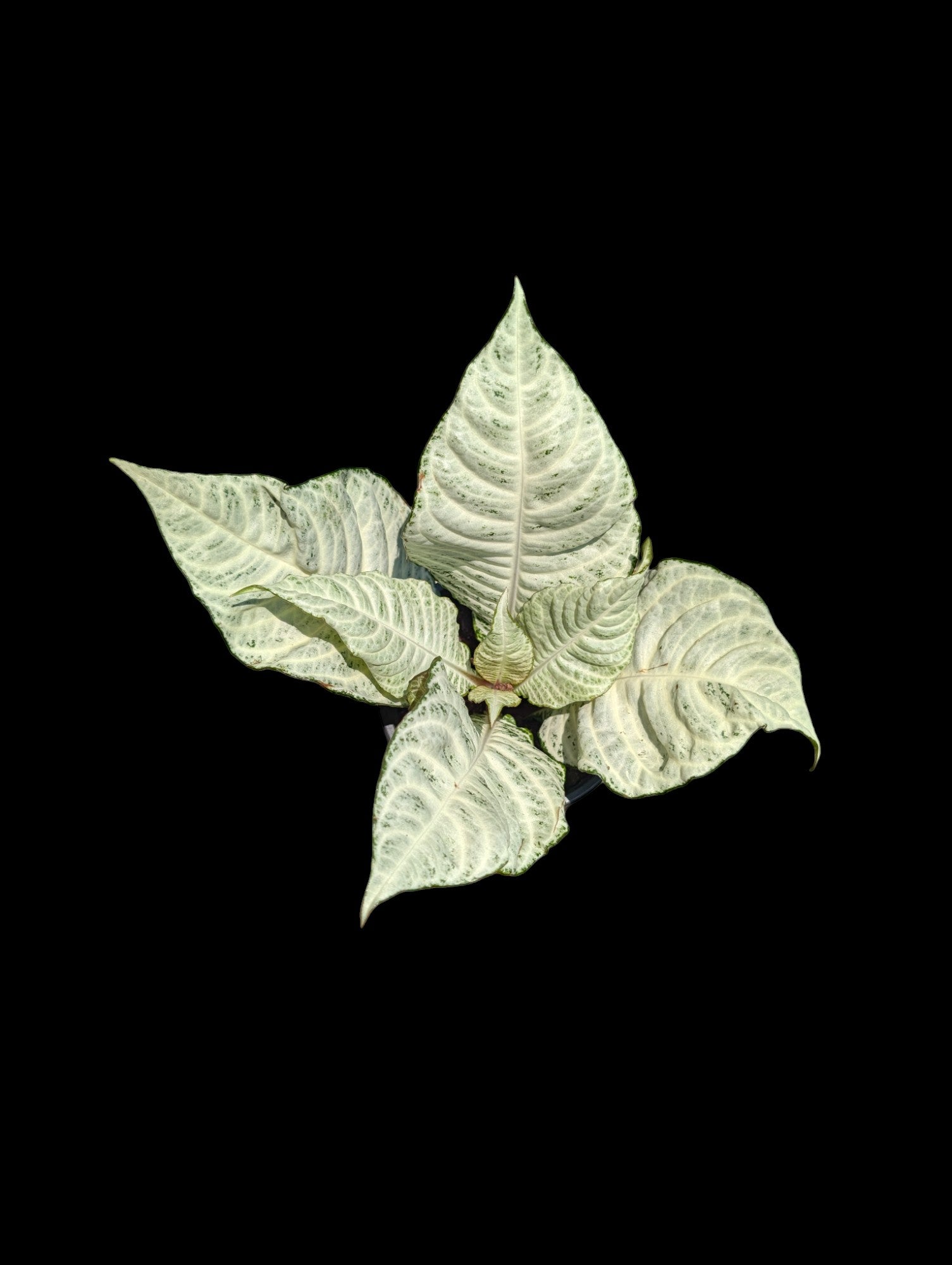 Aphelandra 'Snow Flake'