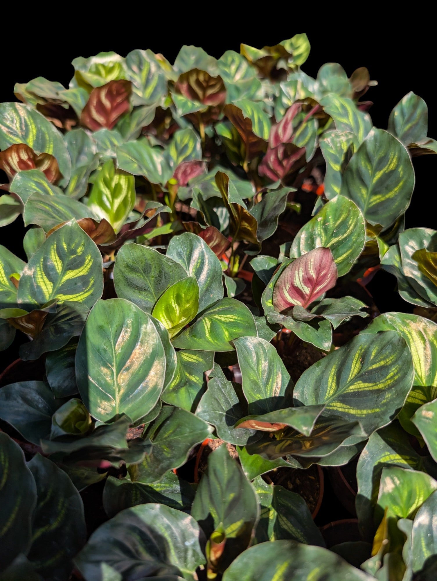 Calathea makoyana