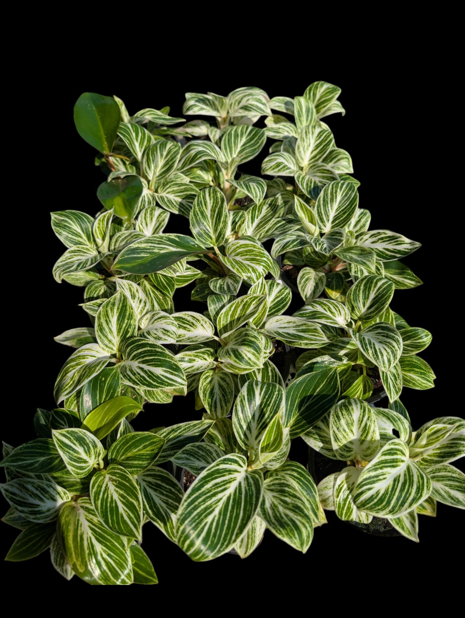 Philodendron Birkin 'White Measure'