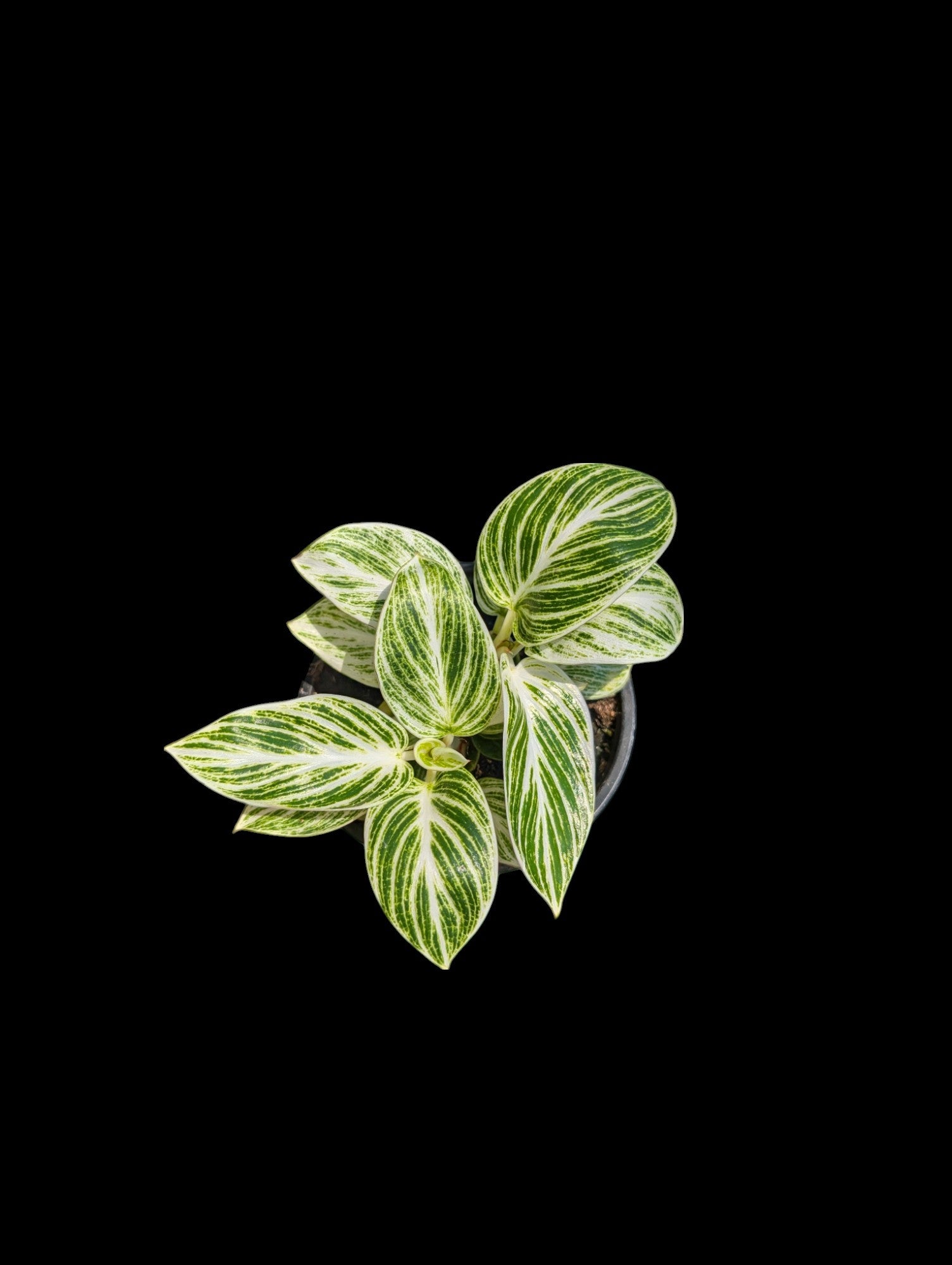 Philodendron Birkin 'White Measure'