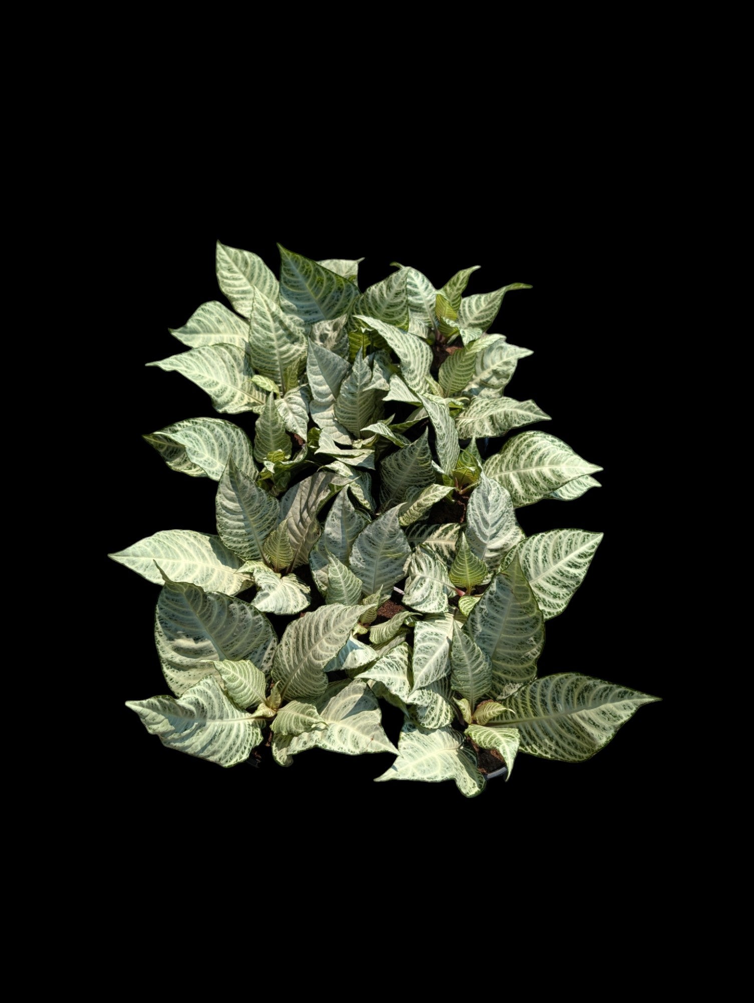 Aphelandra 'Snow Flake'