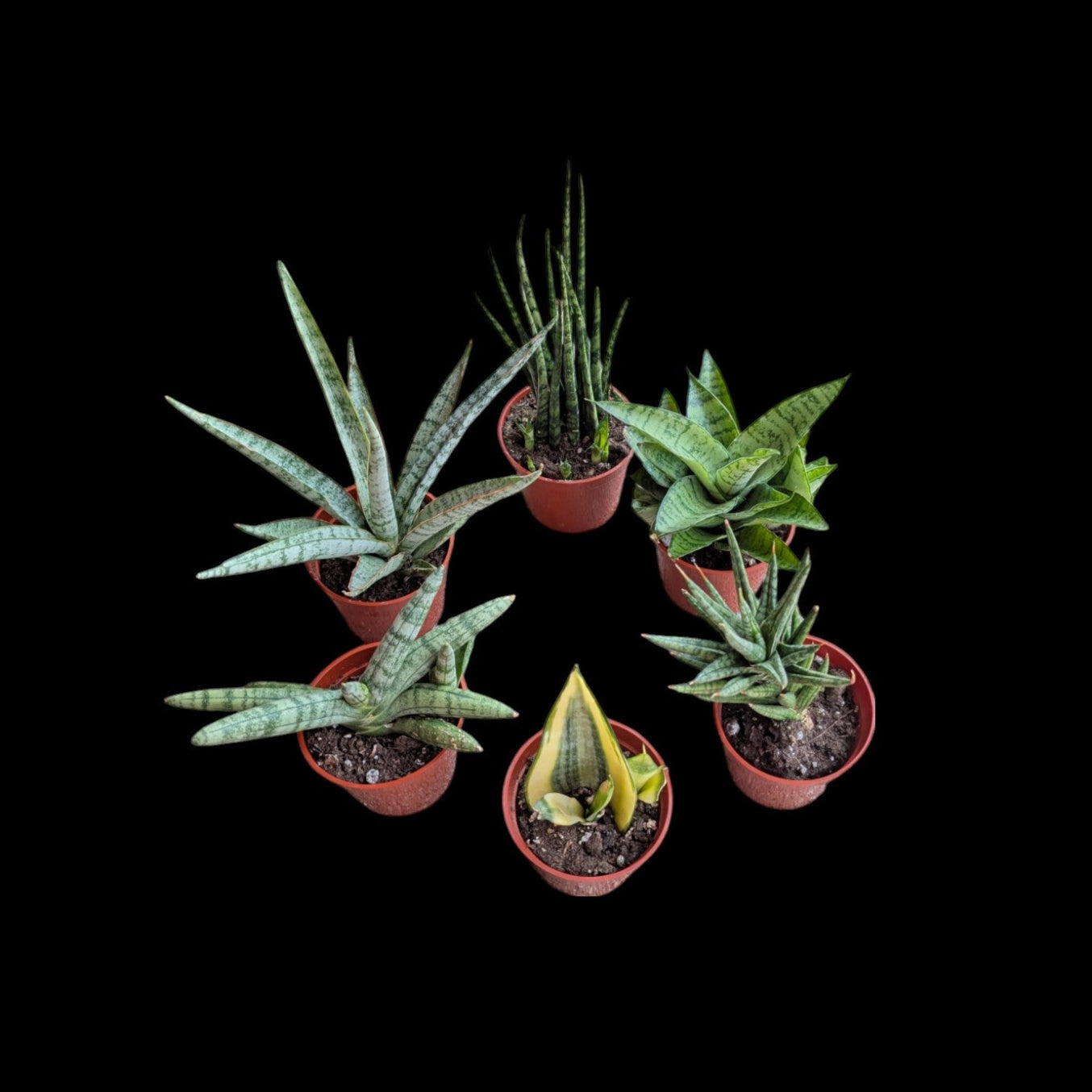 Premium Assorted Sansevieria